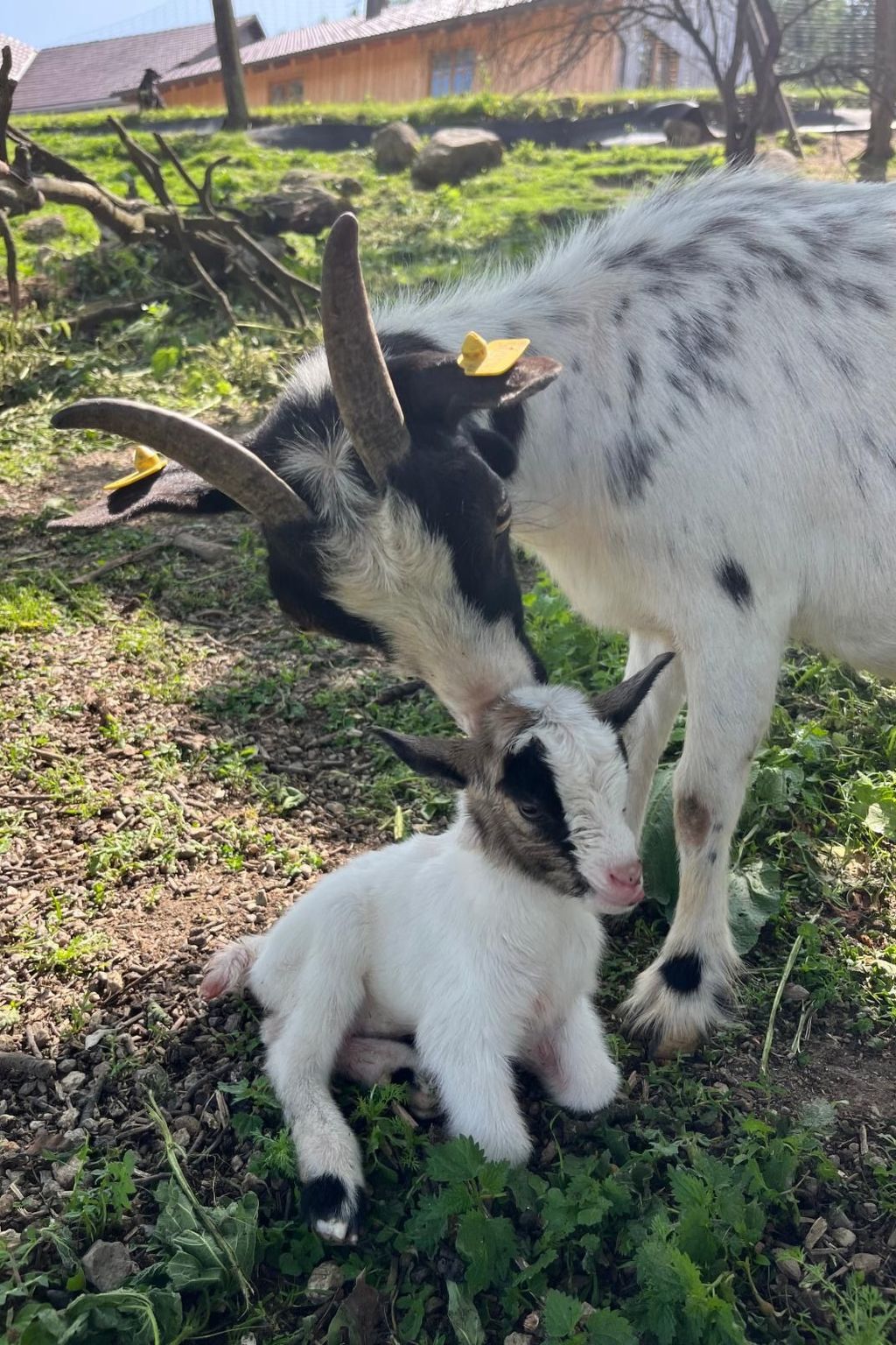 Wandlhof Ferienwohng