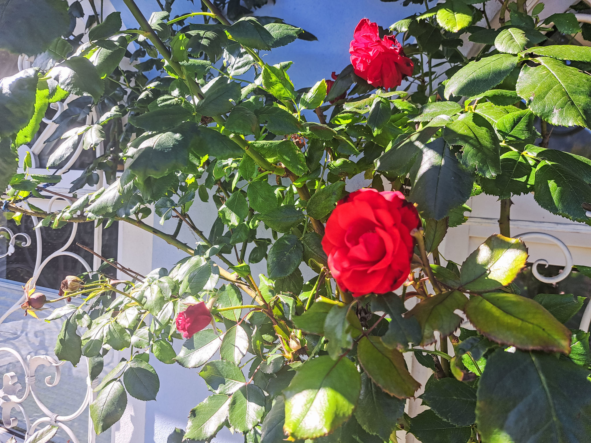 Villa Rose-Binnen