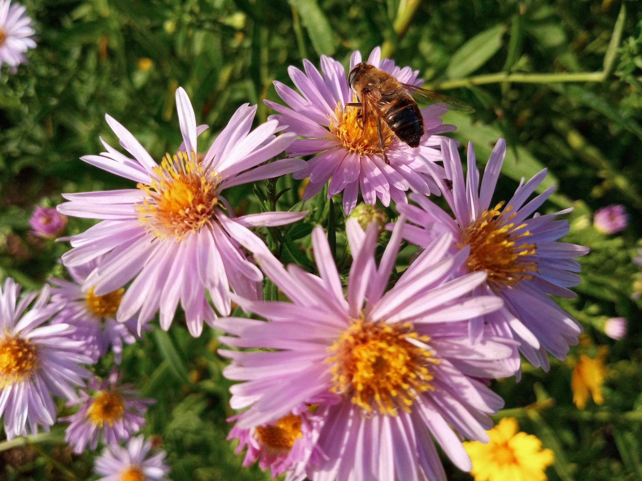 Herbst in Abtenau-Image-tags.info