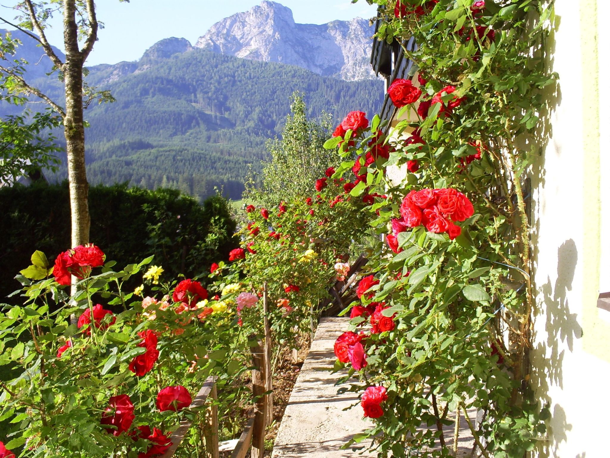 Gsenger in Abtenau-Image-tags.info