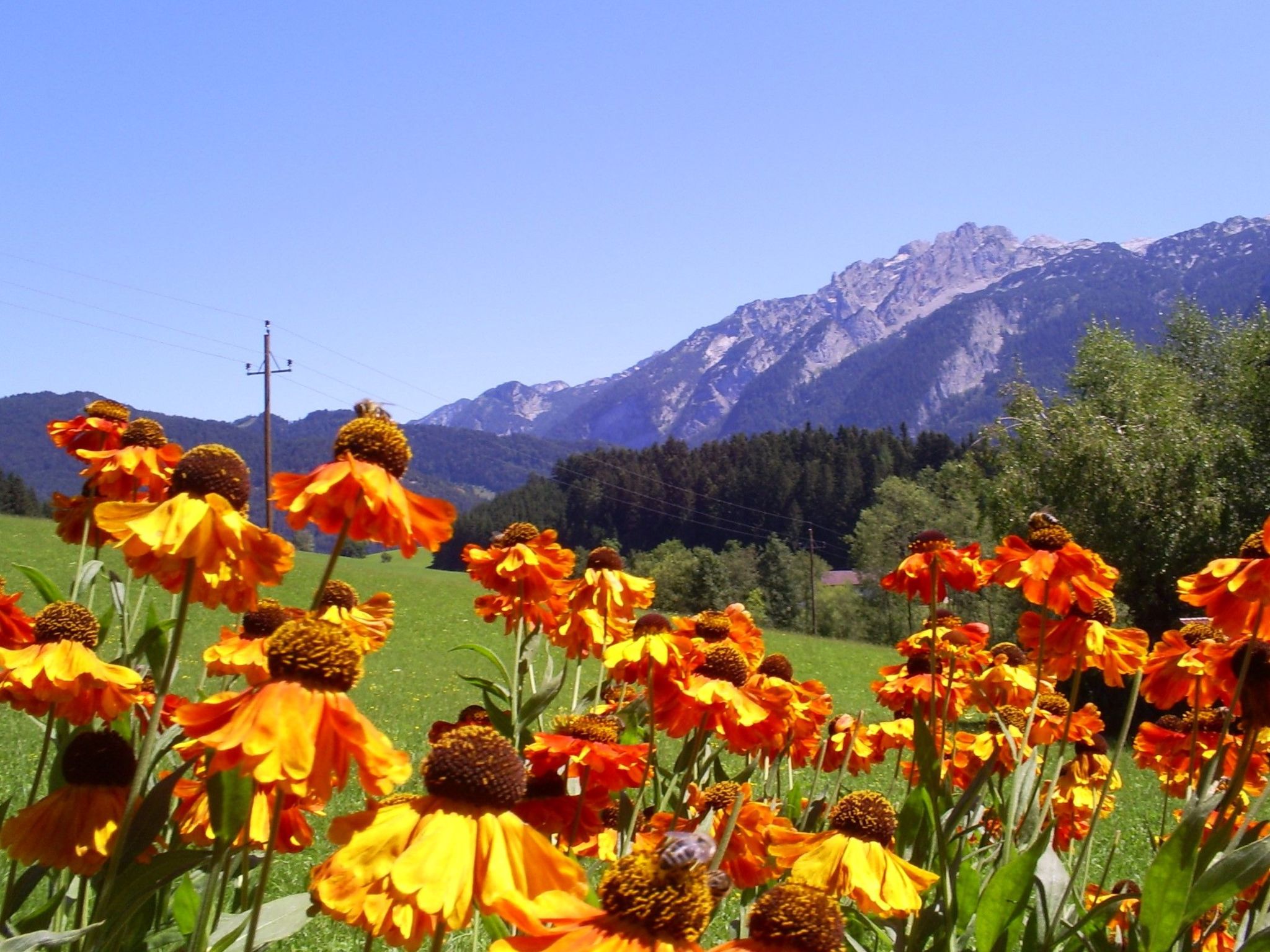 Gsenger Natur in Abtenau-Image-tags.info