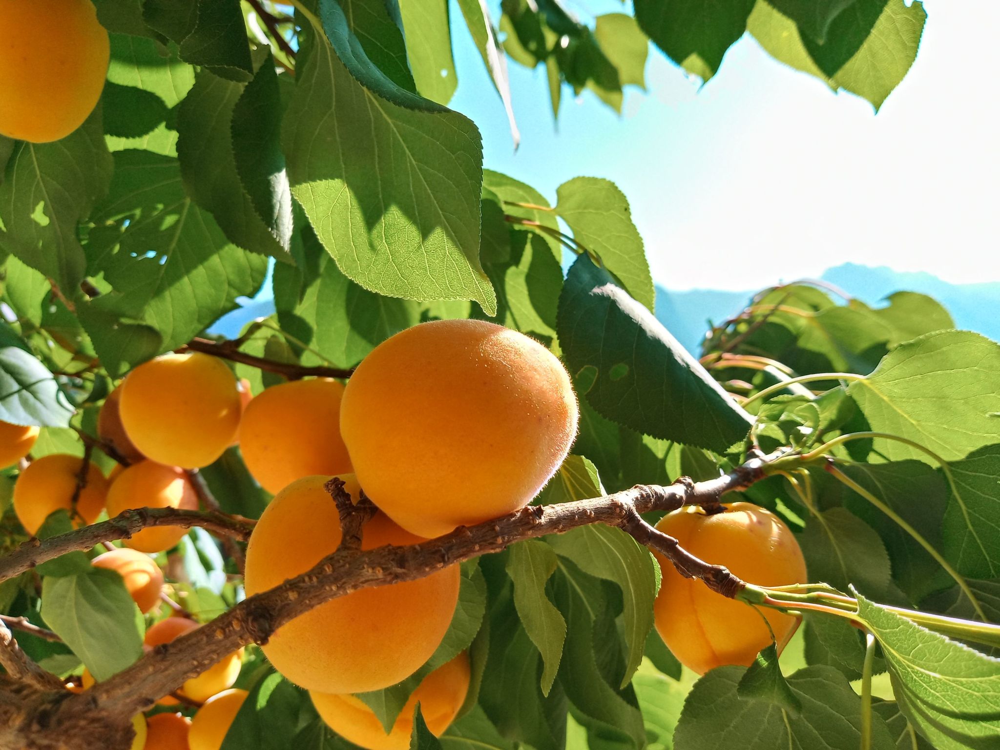 Gsenger Natur in Abtenau-Image-tags.info