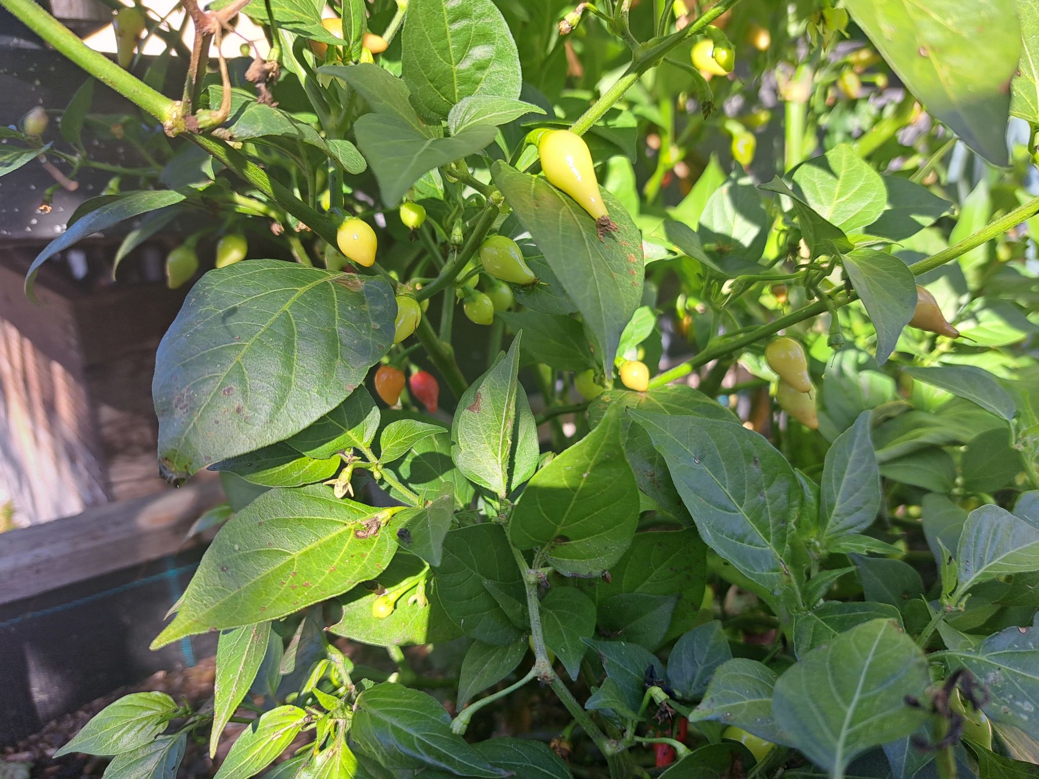 Appartement 1-Drinnen