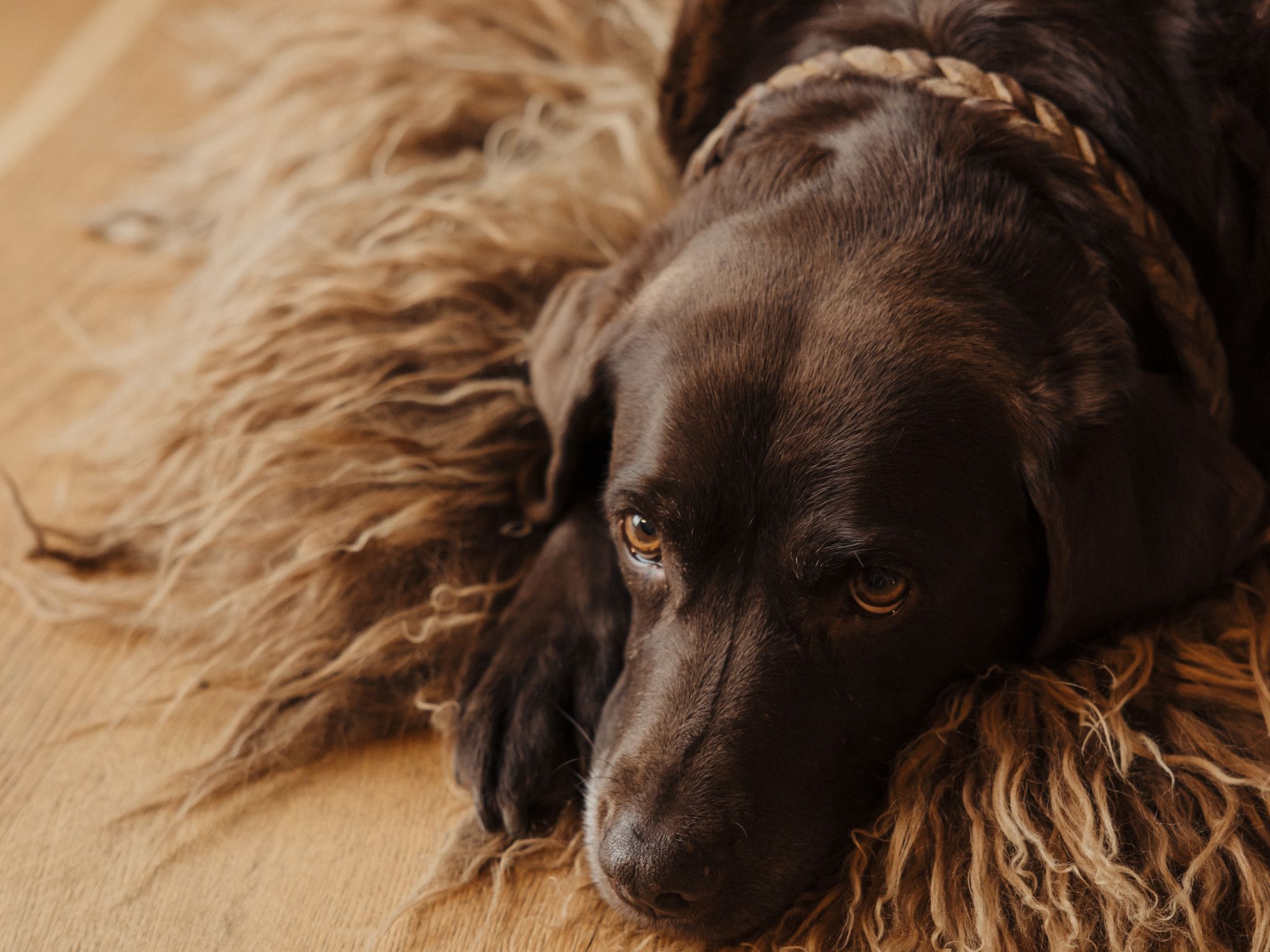 Photo of Royal Mountain Lodge