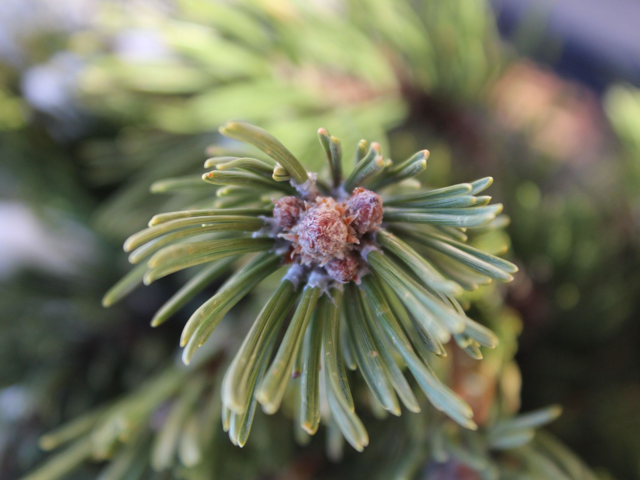 Haus Ostermoasspitz in St. Martin am Tennengebirge-Binnen