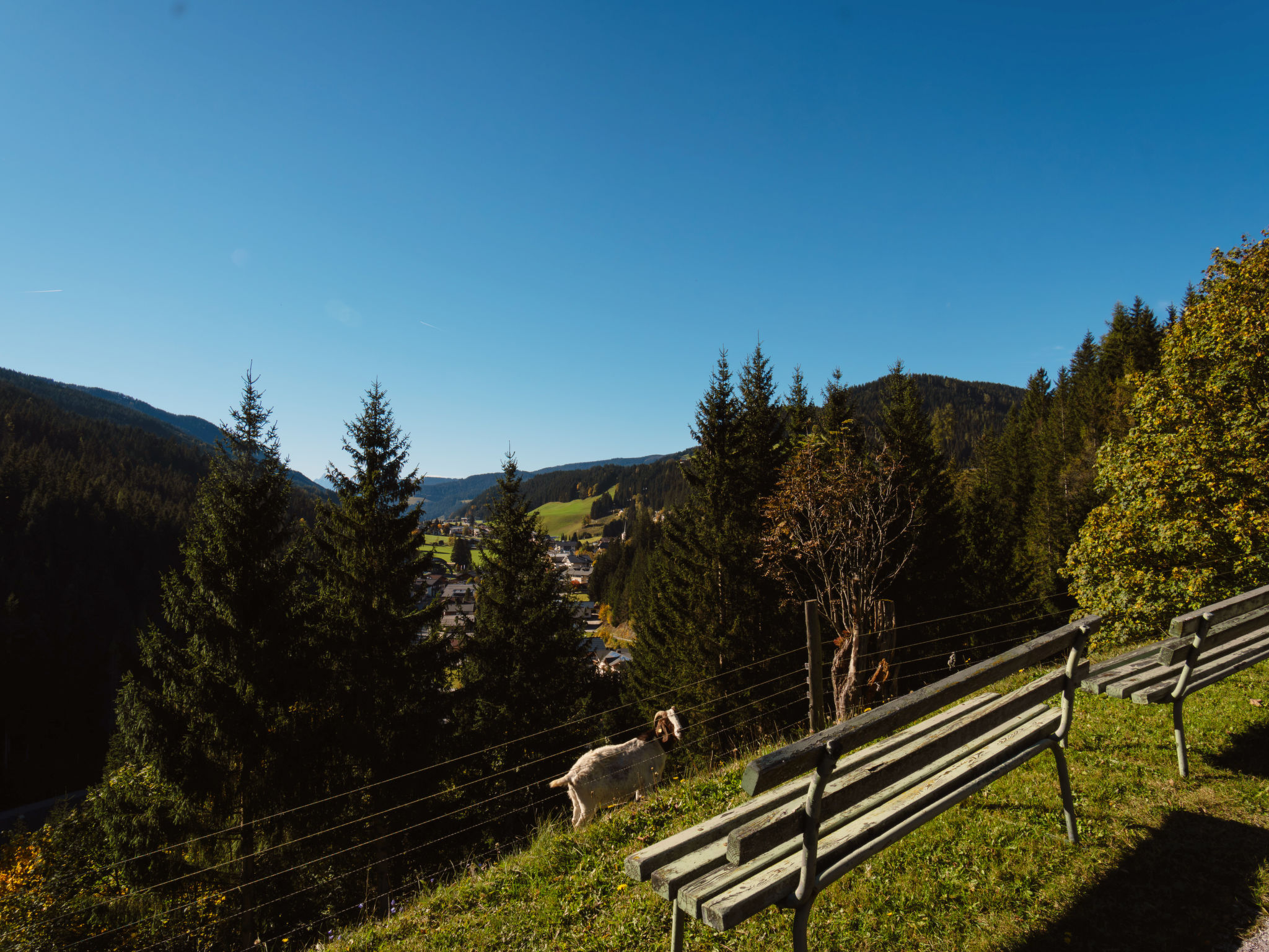 Photo of Bischofsmütze