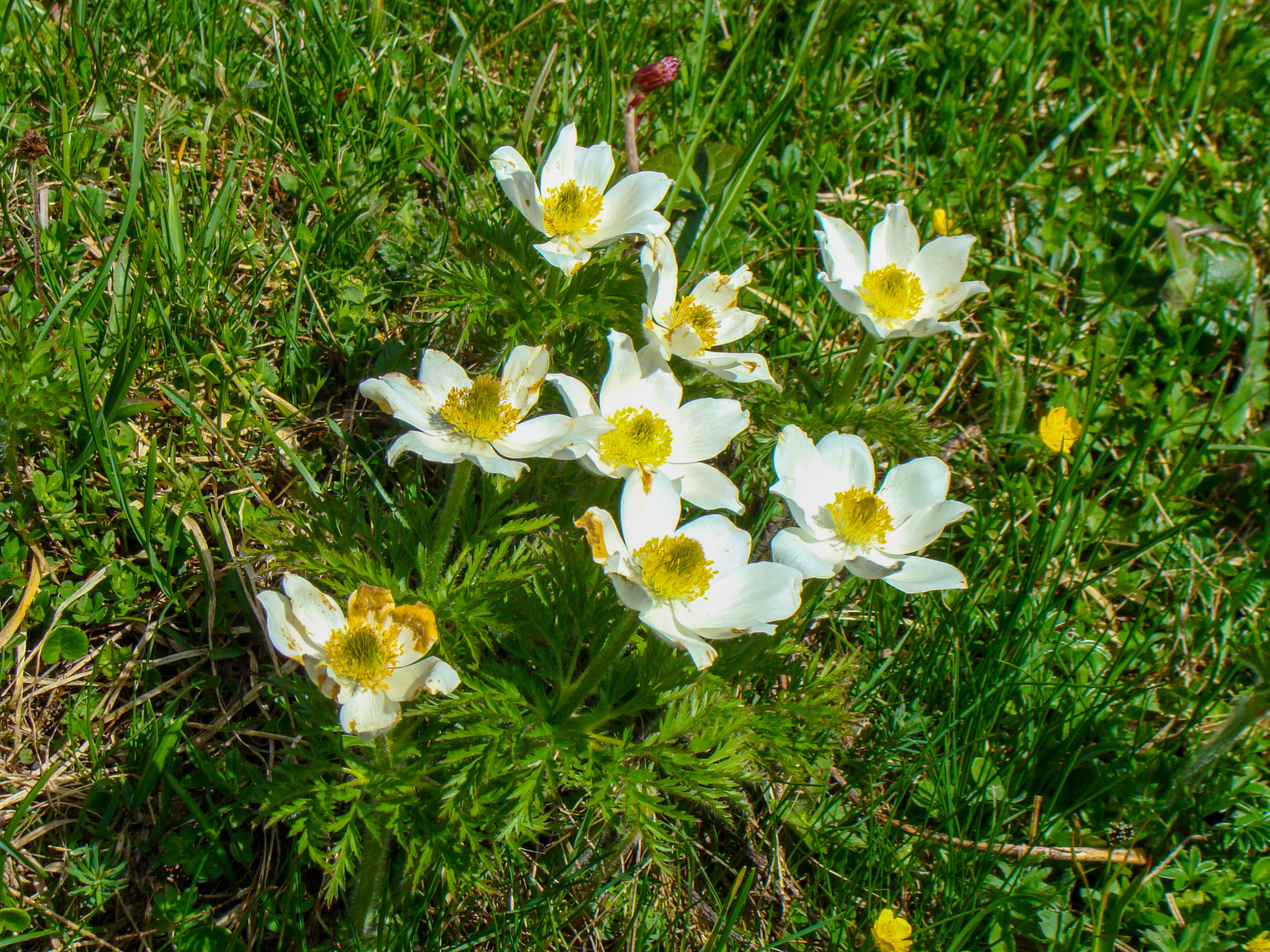 Photo of Gnadenalm