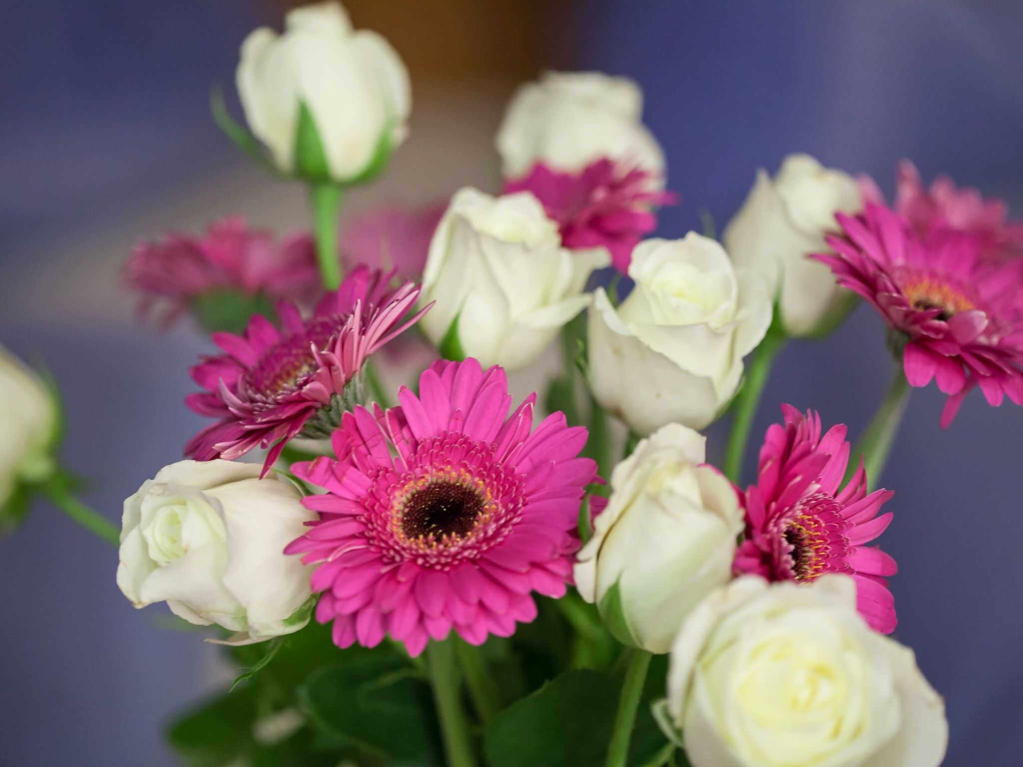 Appartement Gimpl-Dedans