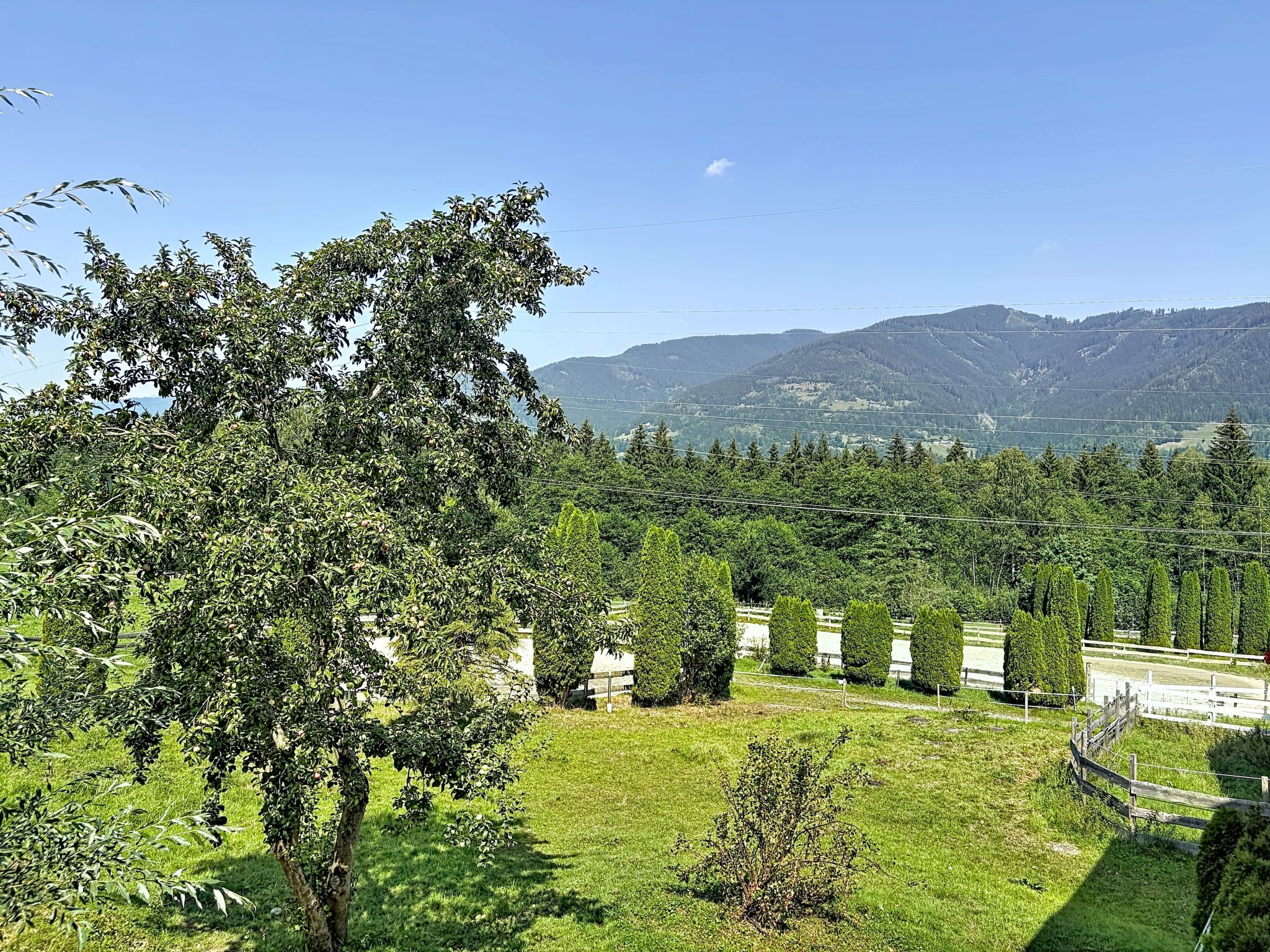 Photo of Edelweiss 2