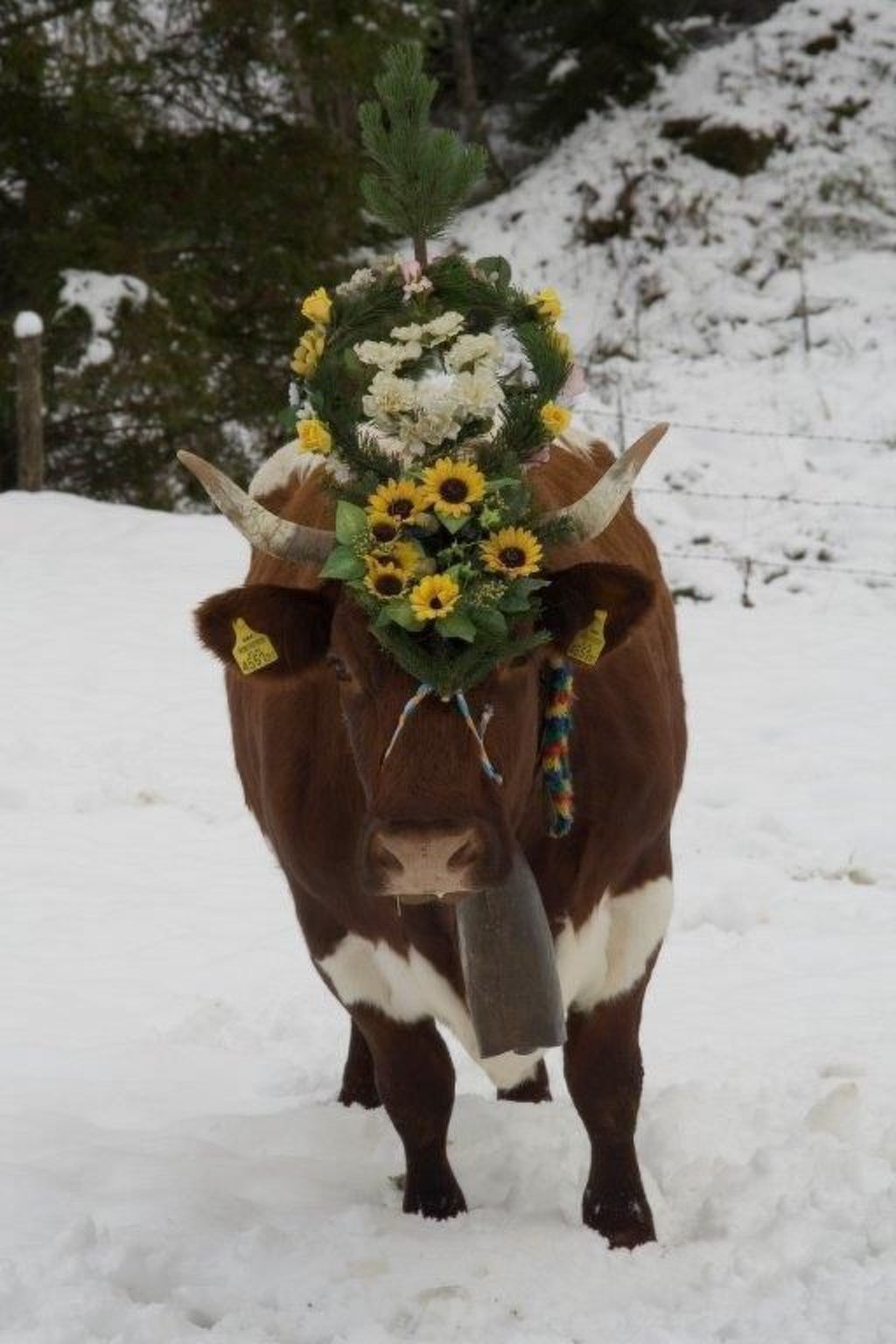 Photo of Sonnblick in Hollersbach im Pinzgau