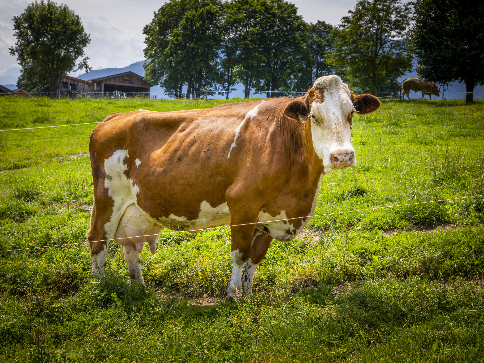 Photo of Hanserbauer