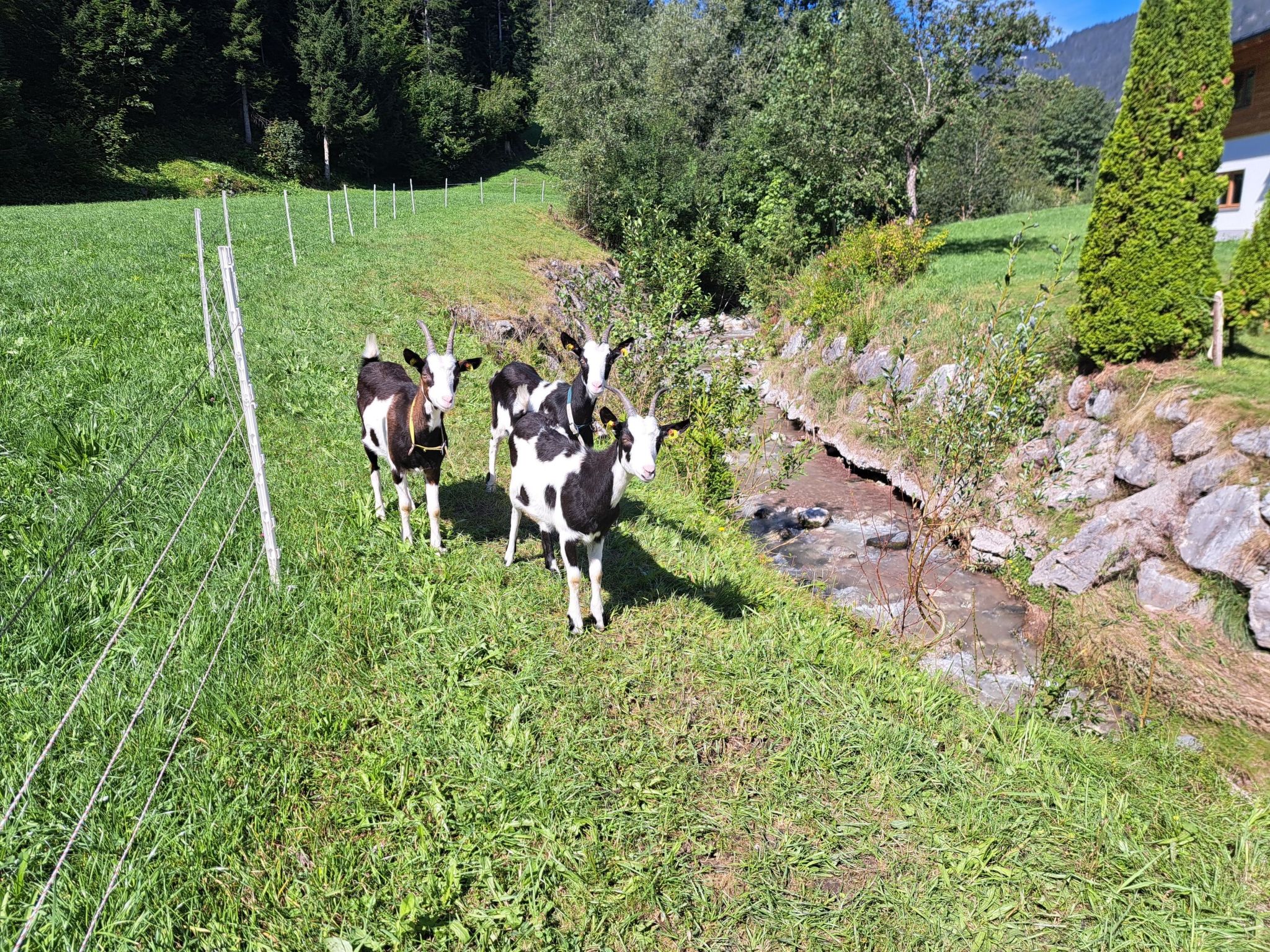 Waidmannsheil - 67qm-Draußen