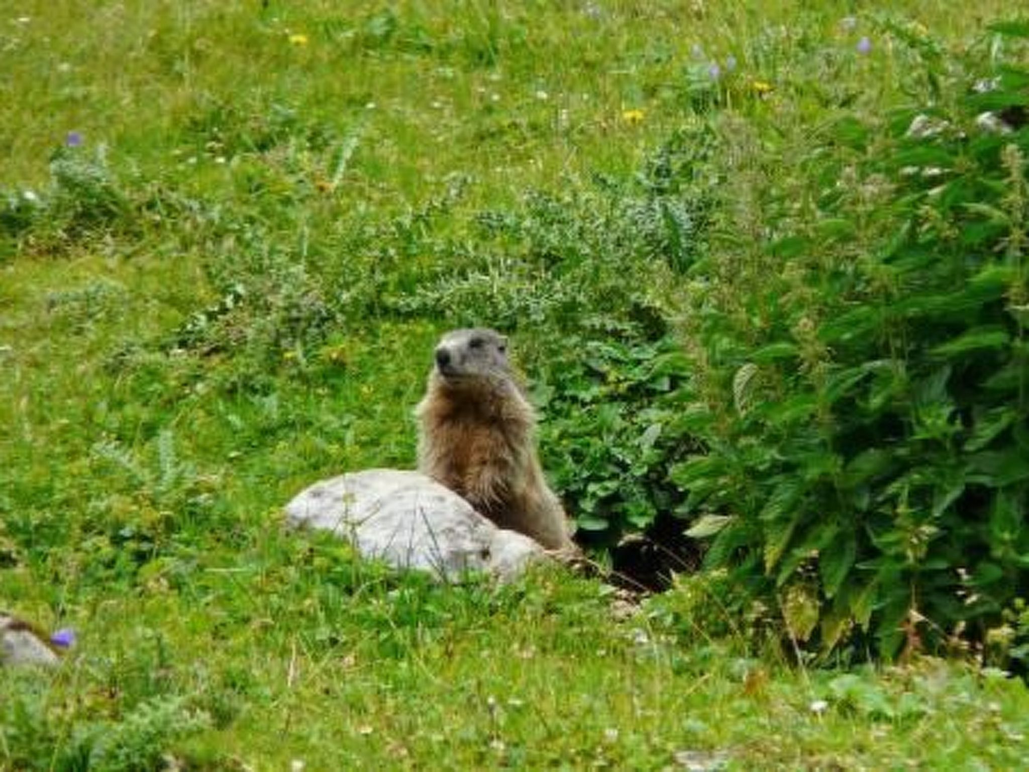 Haus Schönberg-Image-tags.info