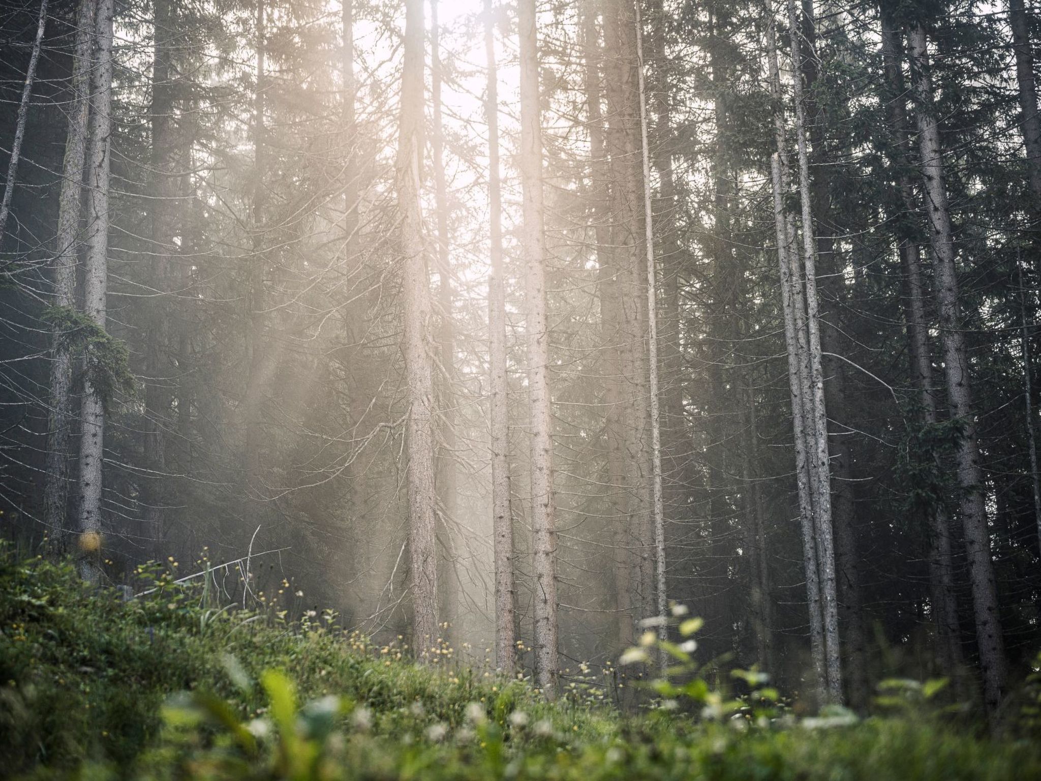 Berg Hütte Hochpillberg-Image-tags.info