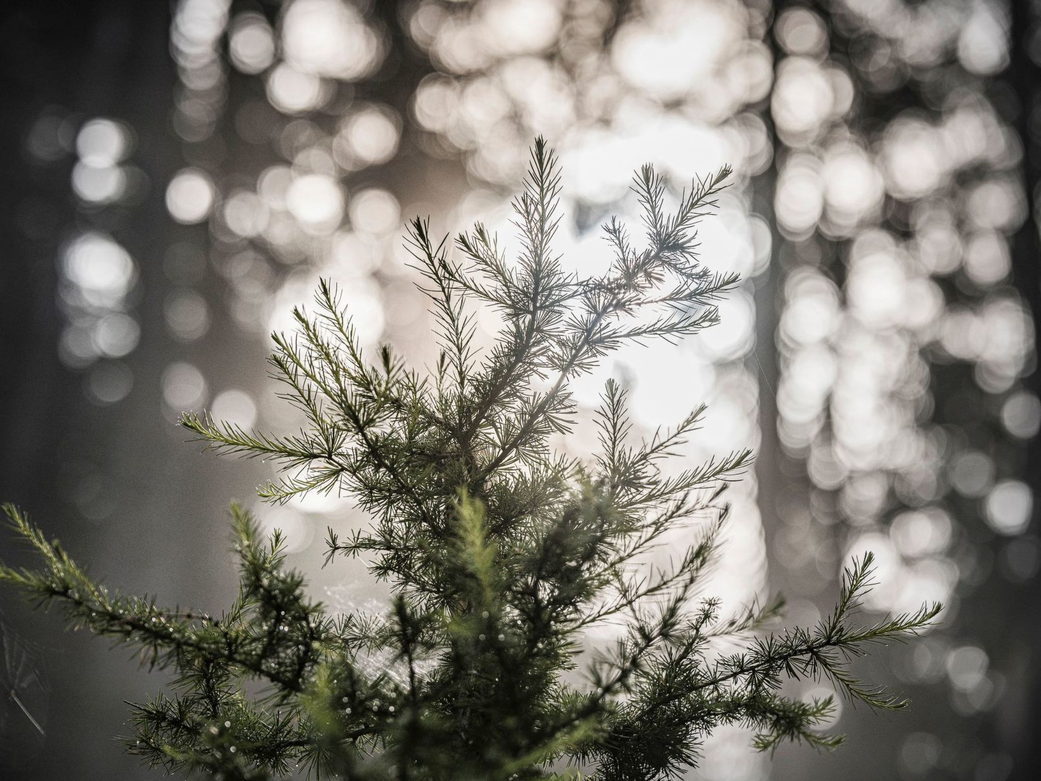 Berg Hütte Hochpillberg-Image-tags.info