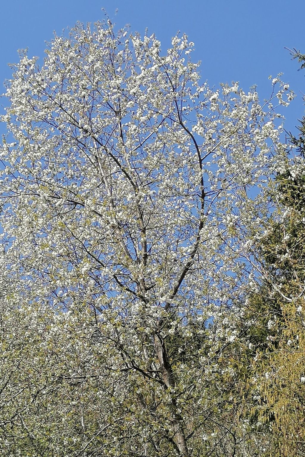 Riedbach in Mutters-Binnen