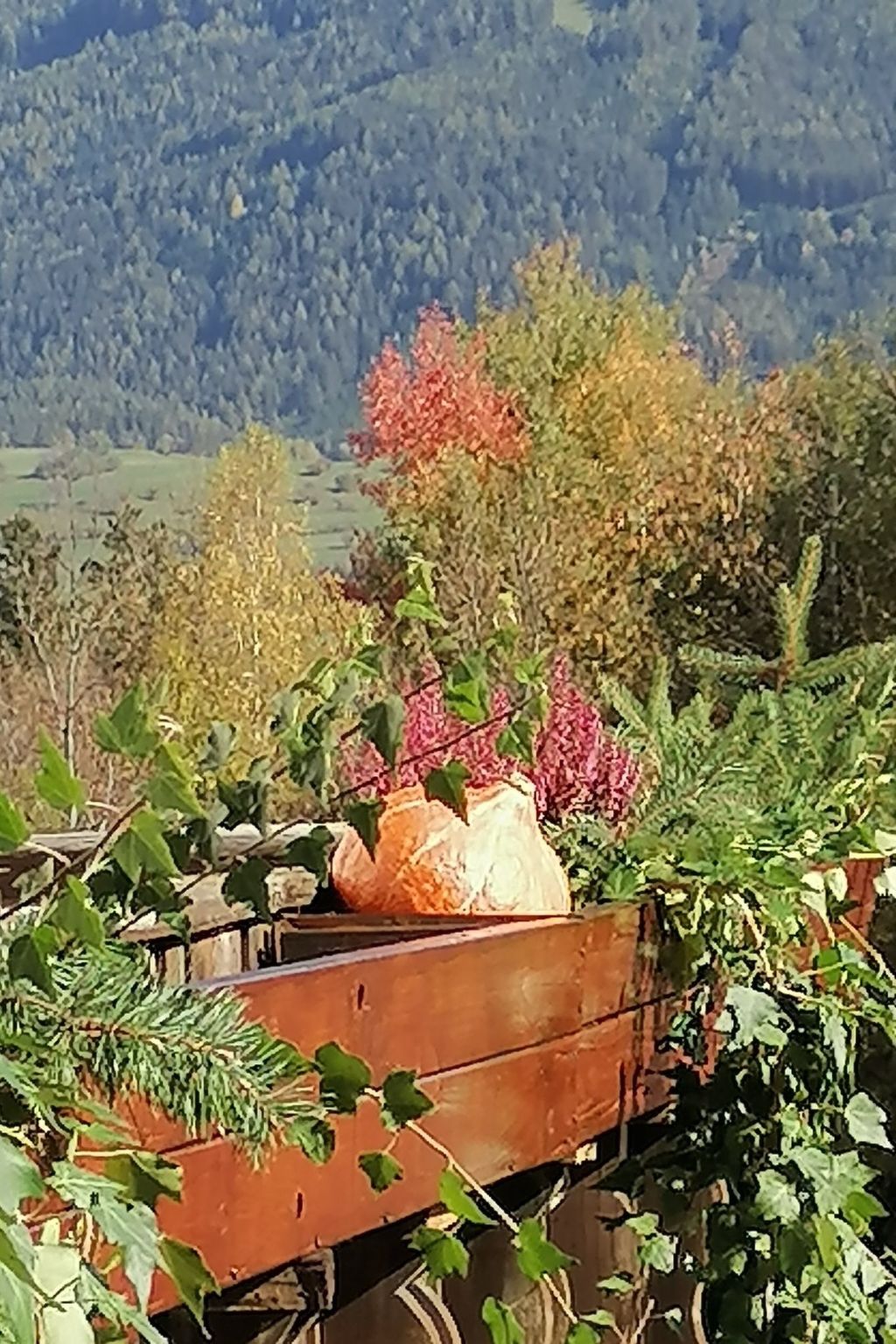 Riedbach in Mutters-Binnen