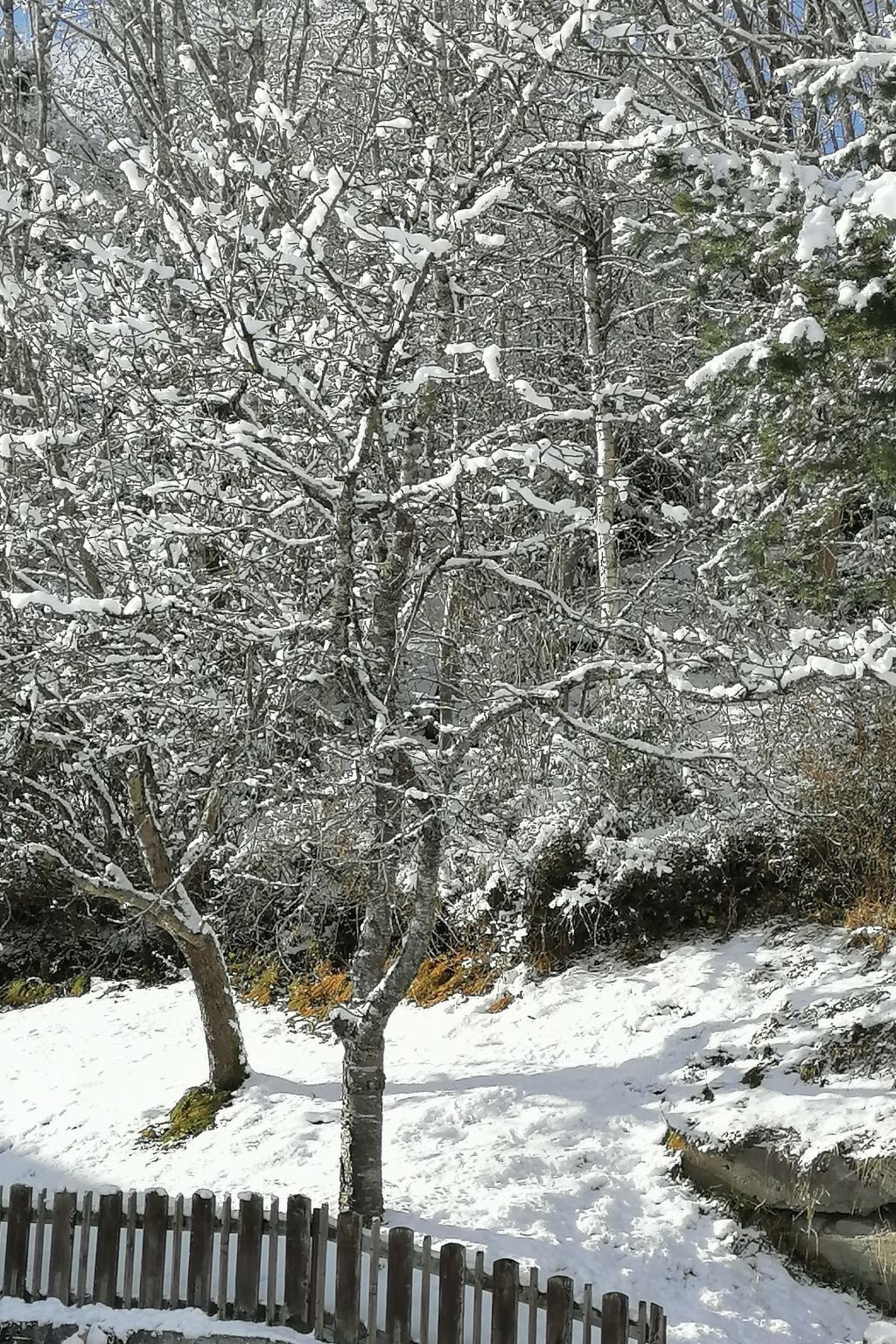 Riedbach in Mutters-Binnen