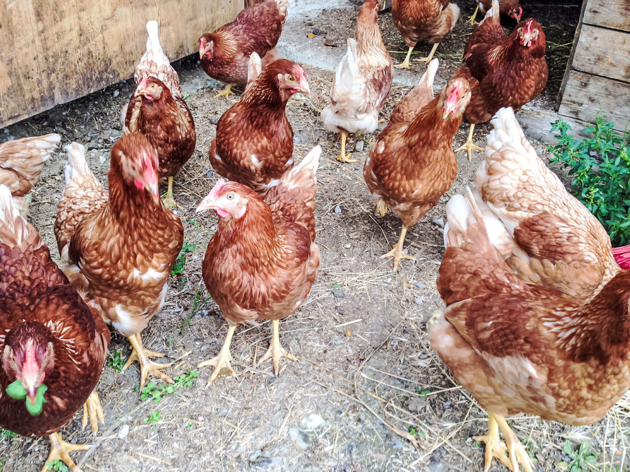 Almchalet Zillertal-Drinnen