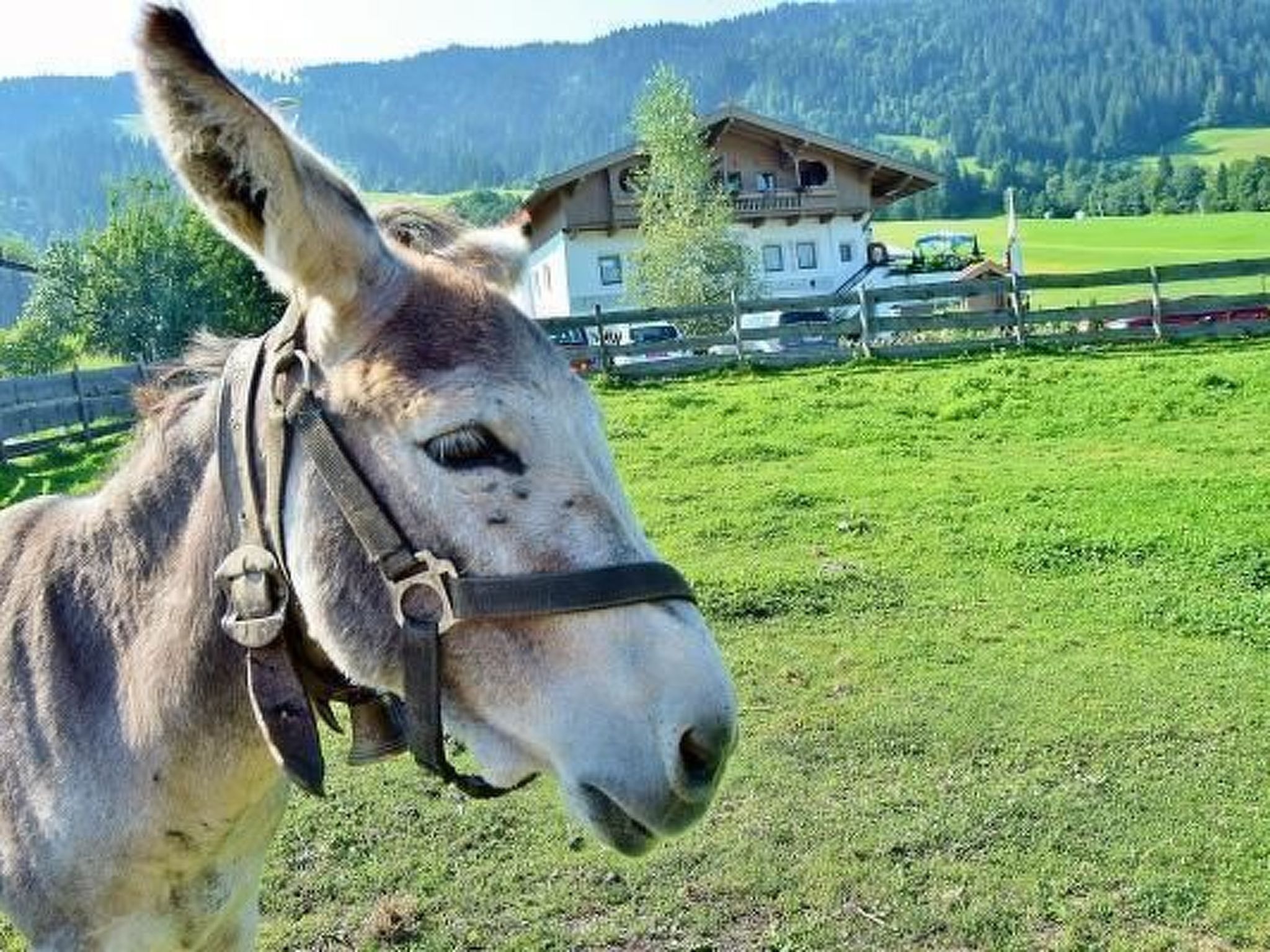 Luxuswohnung im Tiroler Almstil-Image-tags.info