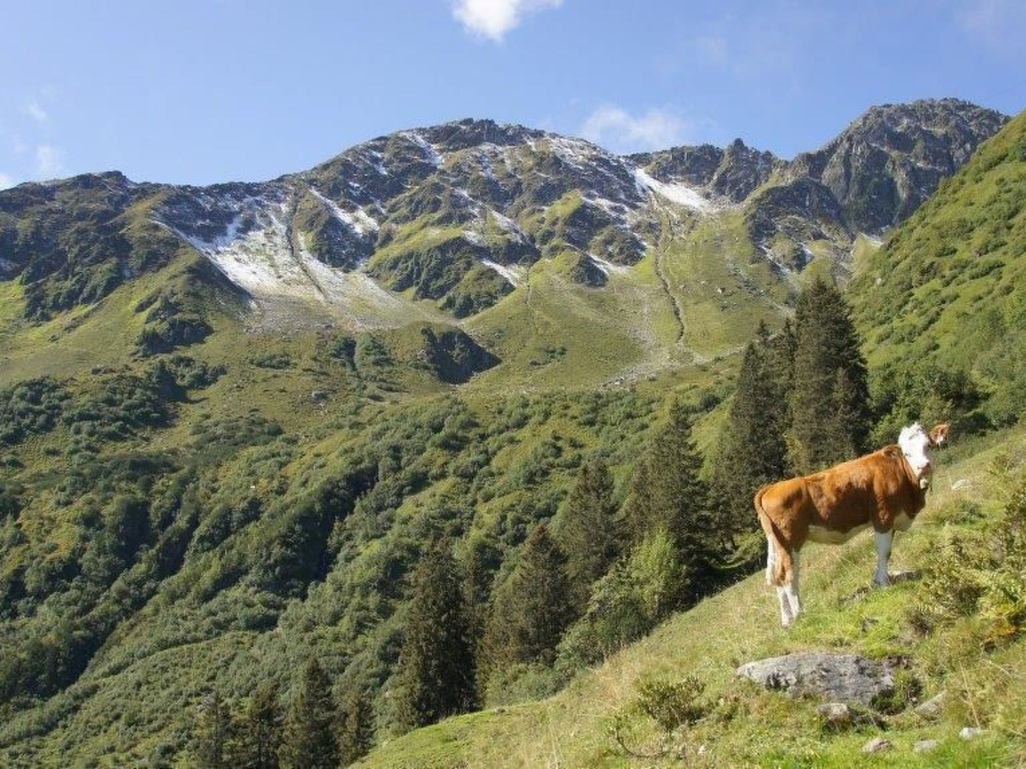 Luxuswohnung im Tiroler Almstil-Image-tags.info