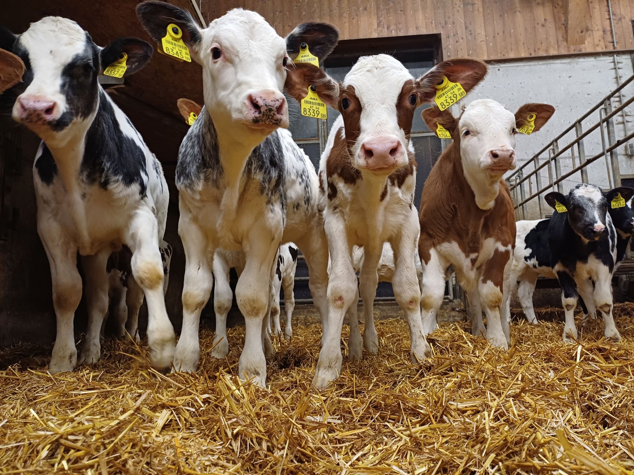 Photo of Die Tagträumerei