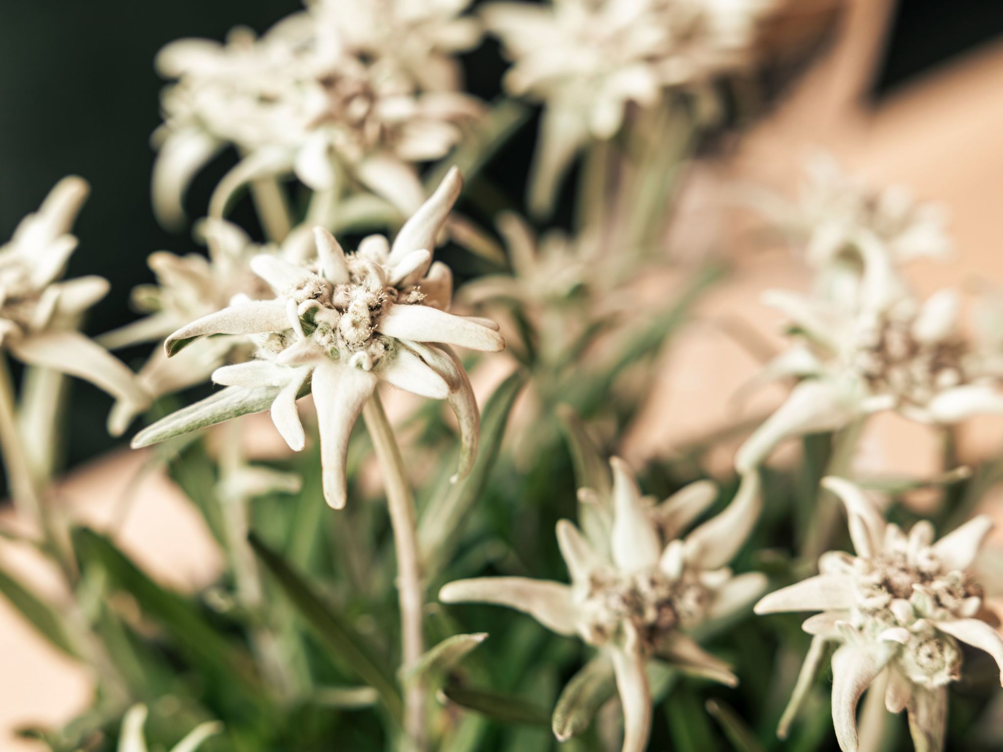 Apart  Bieles NEU-Image-tags.info