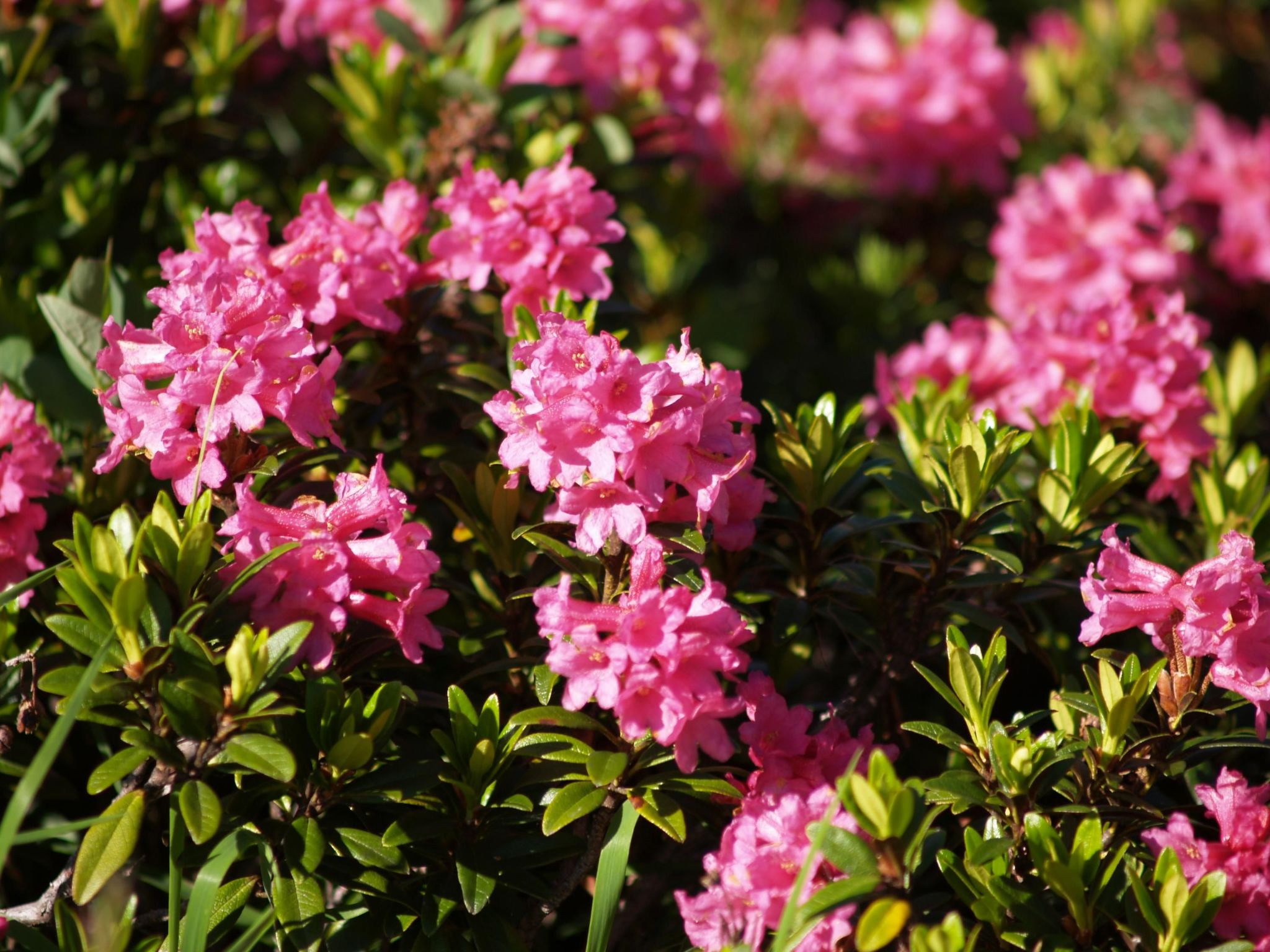 Panorama in Galtür-Binnen