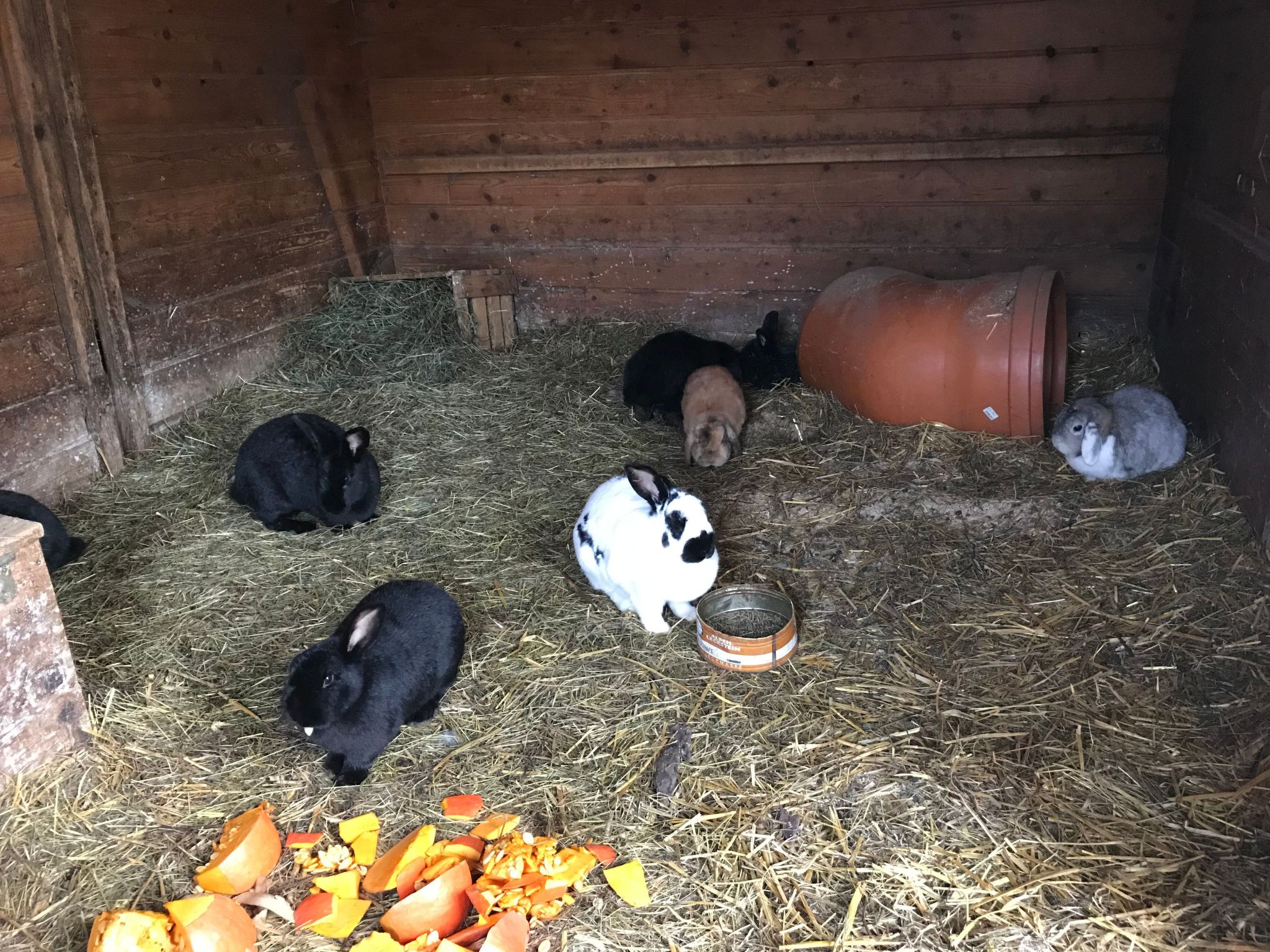 Pony-Ziegen-Hasen-Ranch in Bichlbach-Binnen