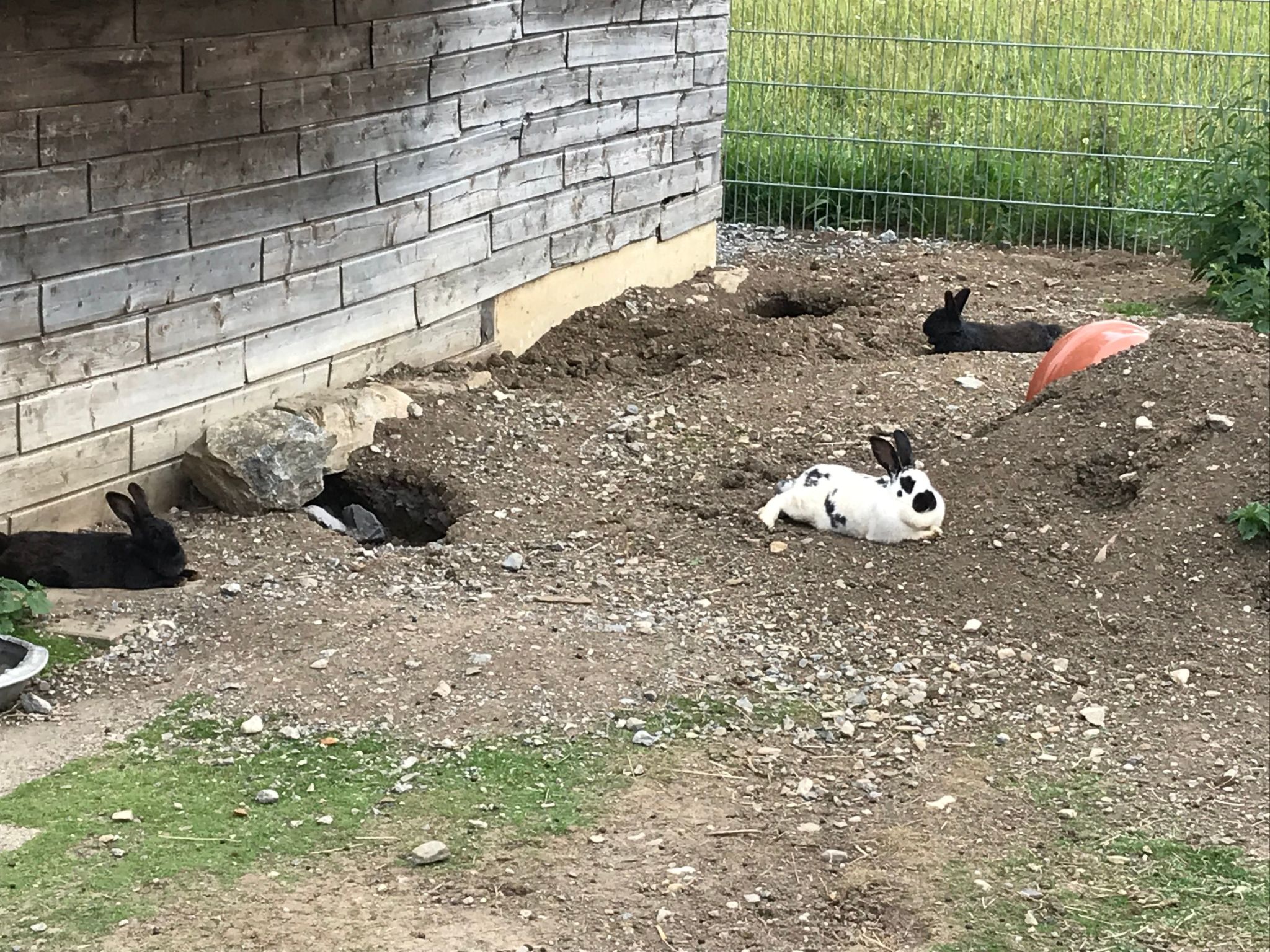Pony-Ziegen-Hasen-Ranch in Bichlbach-Binnen