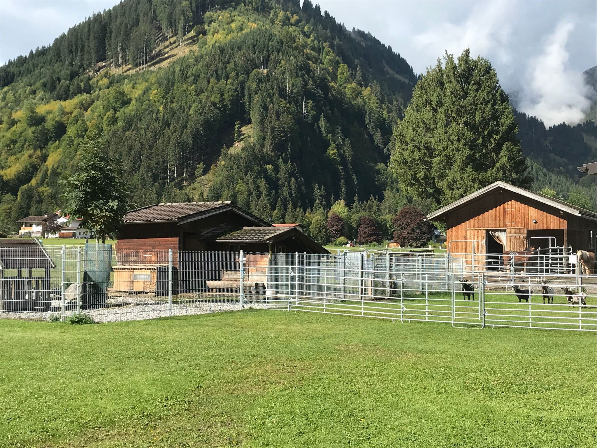 Pony-Ziegen-Hasen-Ranch in Bichlbach-Binnen