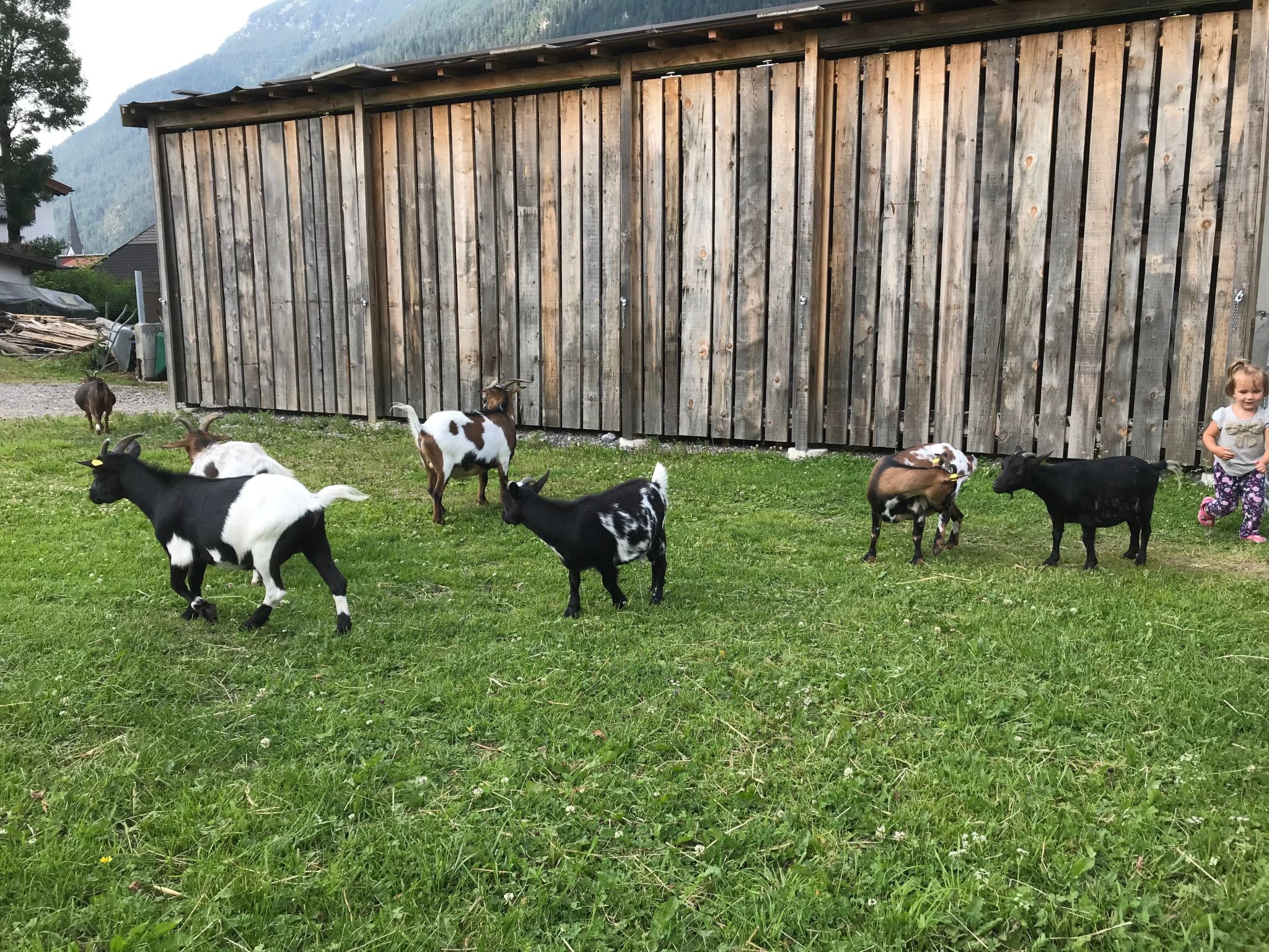 Pony-Ziegen-Hasen-Ranch in Bichlbach-Binnen