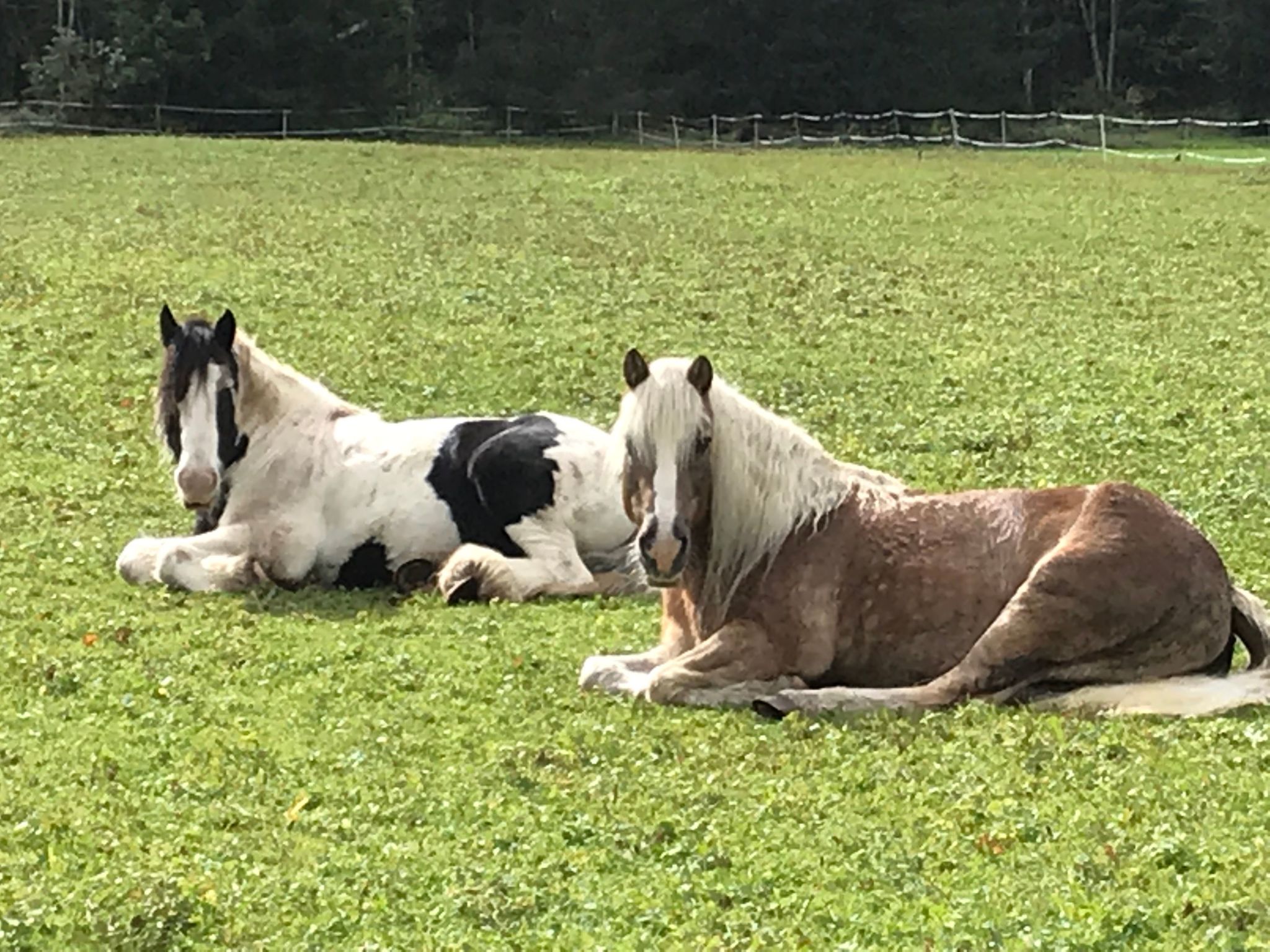 Pony-Ziegen-Hasen-Ranch in Bichlbach-Binnen