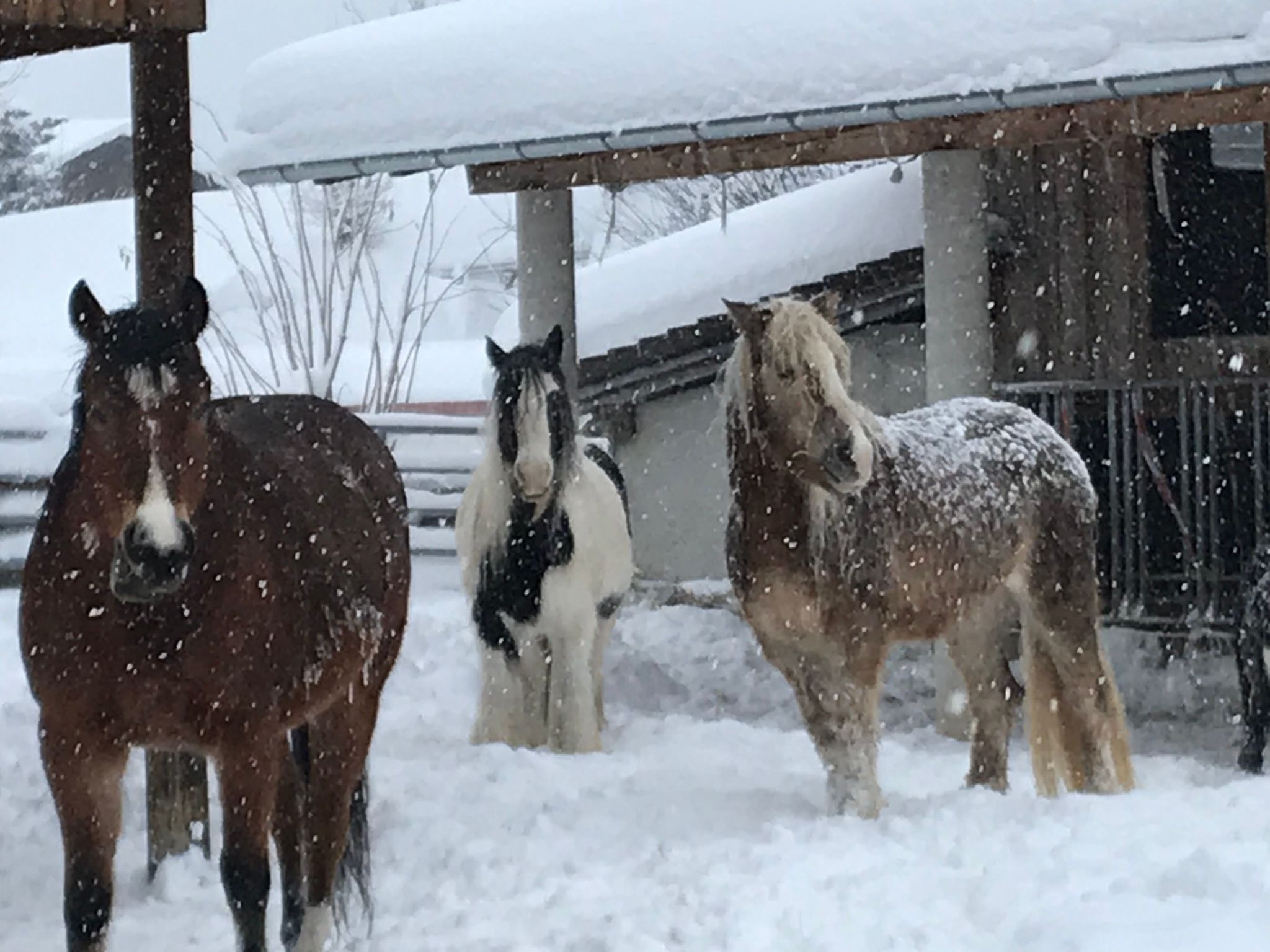 Pony-Ziegen-Hasen-Ranch in Bichlbach-Binnen