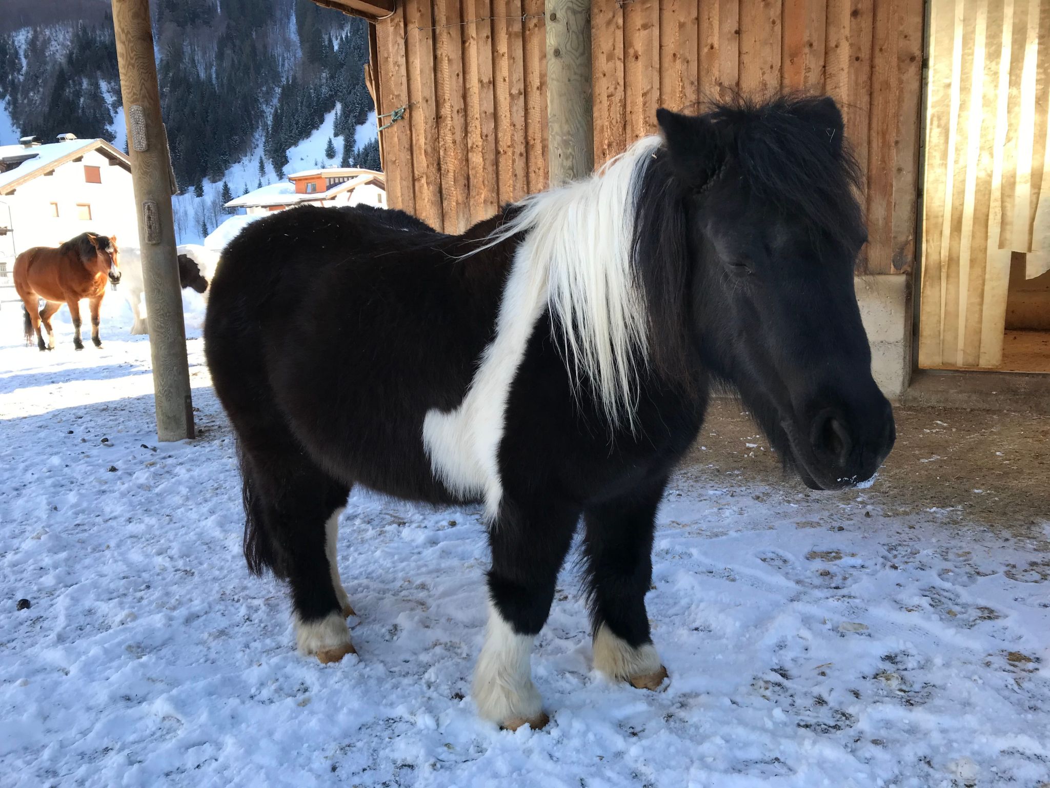 Pony-Ziegen-Hasen-Ranch in Bichlbach-Binnen