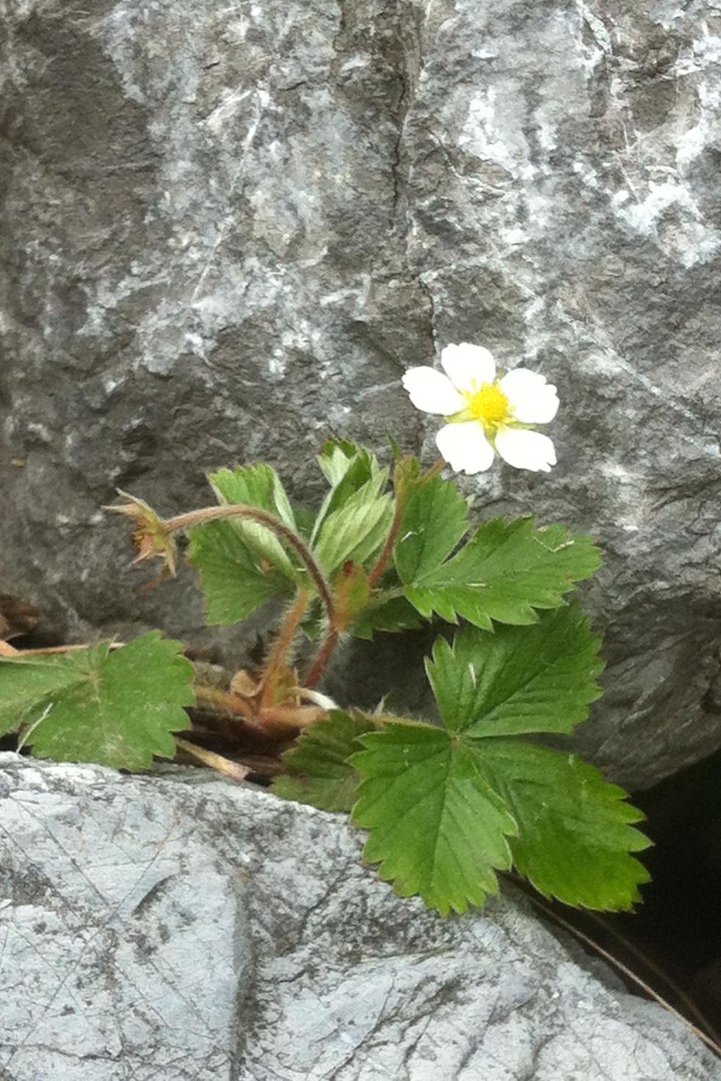 Alpenhof Sonne-Image-tags.info