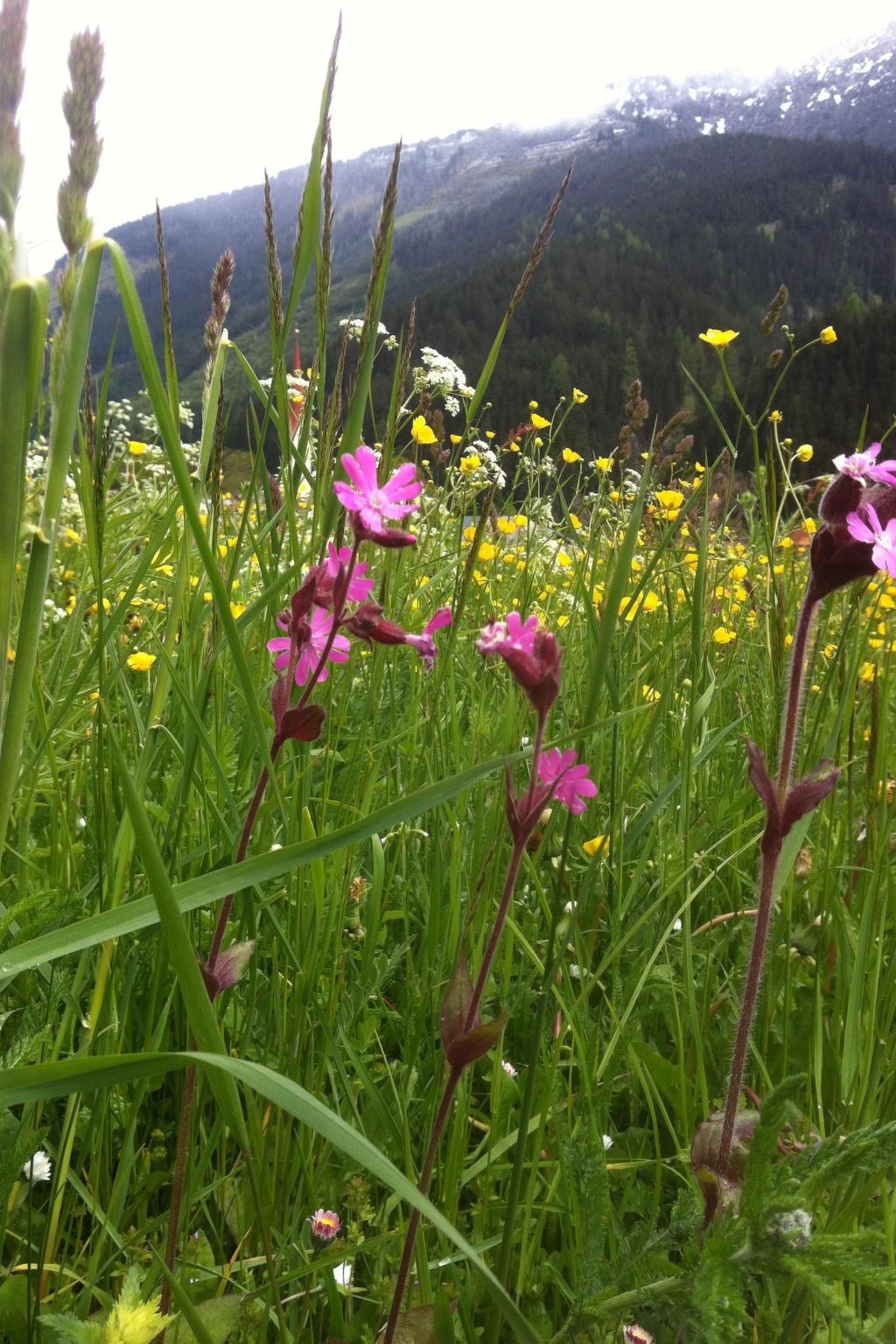 Alpenhof Sonne-Image-tags.info