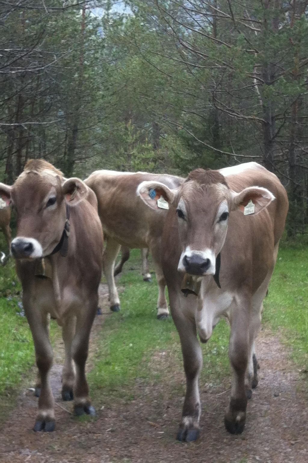 Alpenhof Sonne-Image-tags.info