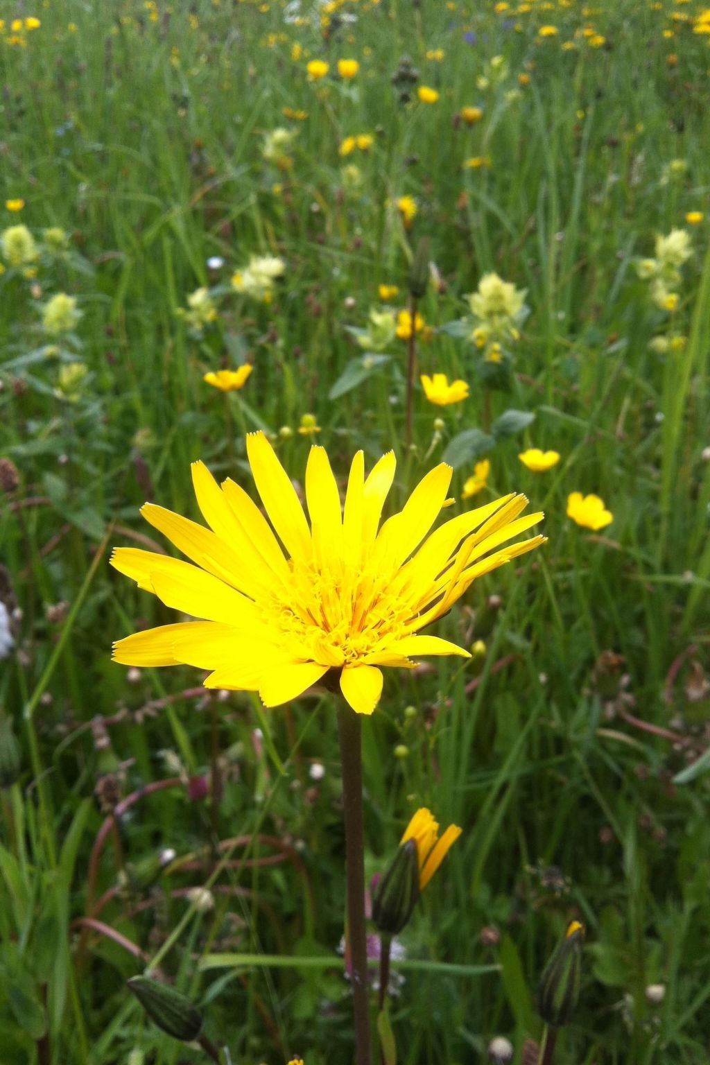 Alpenhof Sonne-Image-tags.info