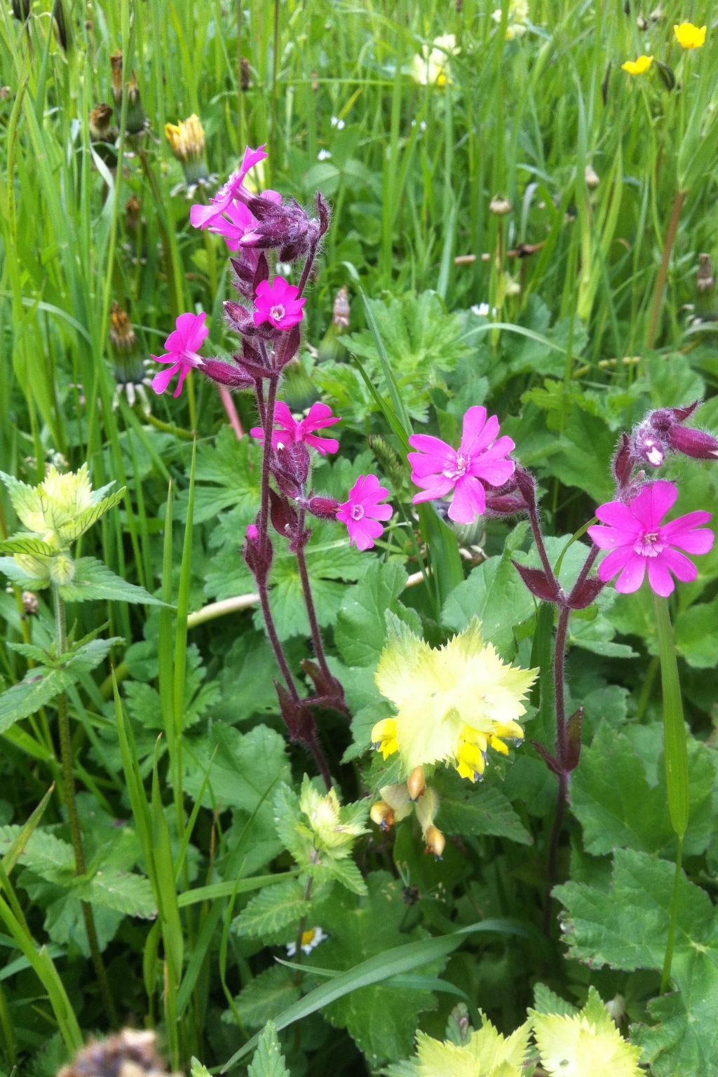 Alpenhof Sonne-Image-tags.info