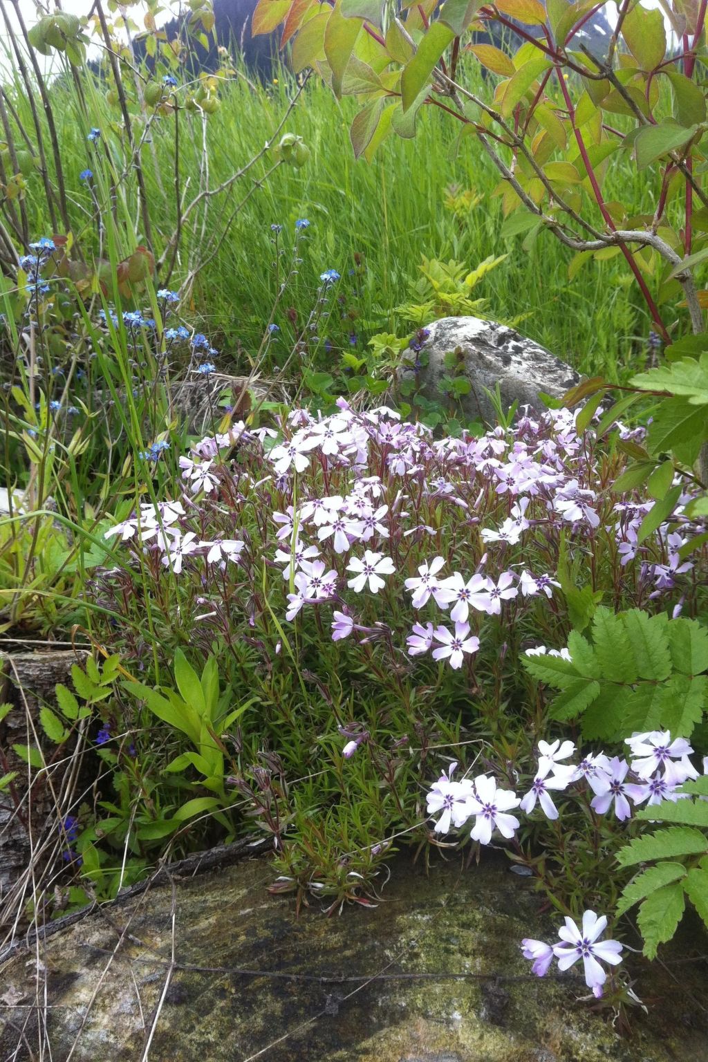 Alpenhof Sonne-Image-tags.info