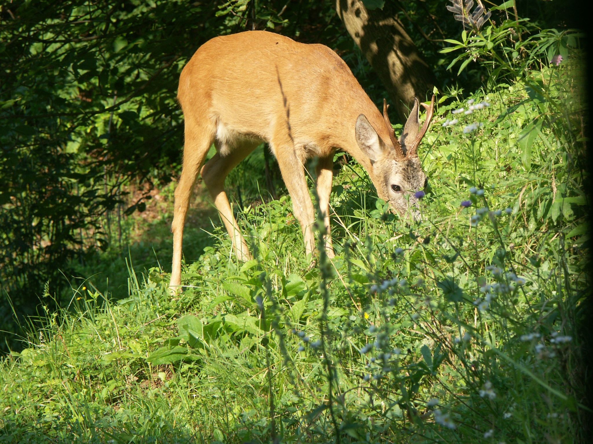 Himmelreichmühle in Sausal