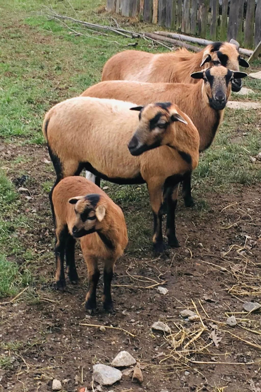 Kellerstöckl am veganen Bio-Lebenshof - Varm - the vegan Farm-Image-tags.info