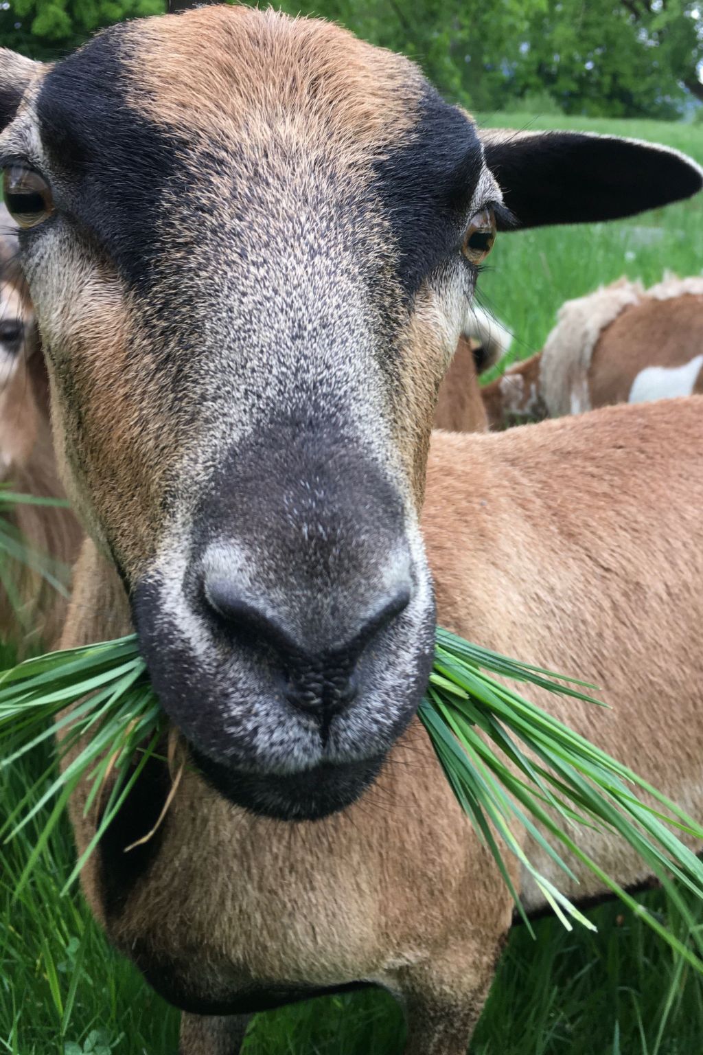 Kellerstöckl am veganen Bio-Lebenshof - Varm - the vegan Farm-Image-tags.info