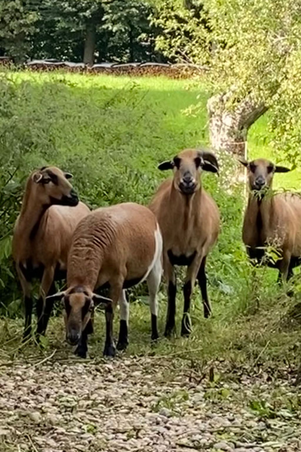 Kellerstöckl am veganen Bio-Lebenshof - Varm - the vegan Farm-Image-tags.info