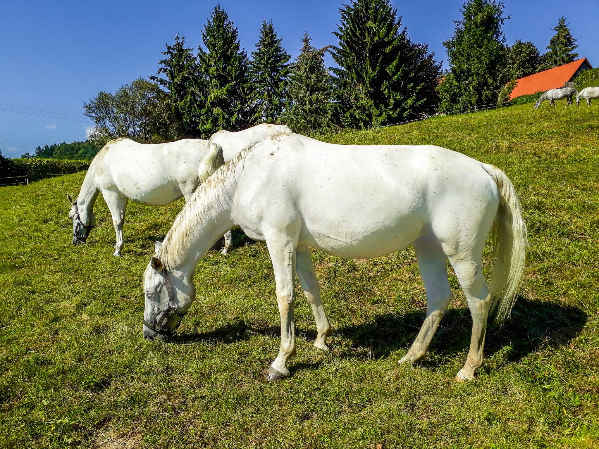 Landgut mit Terrasse-Binnen