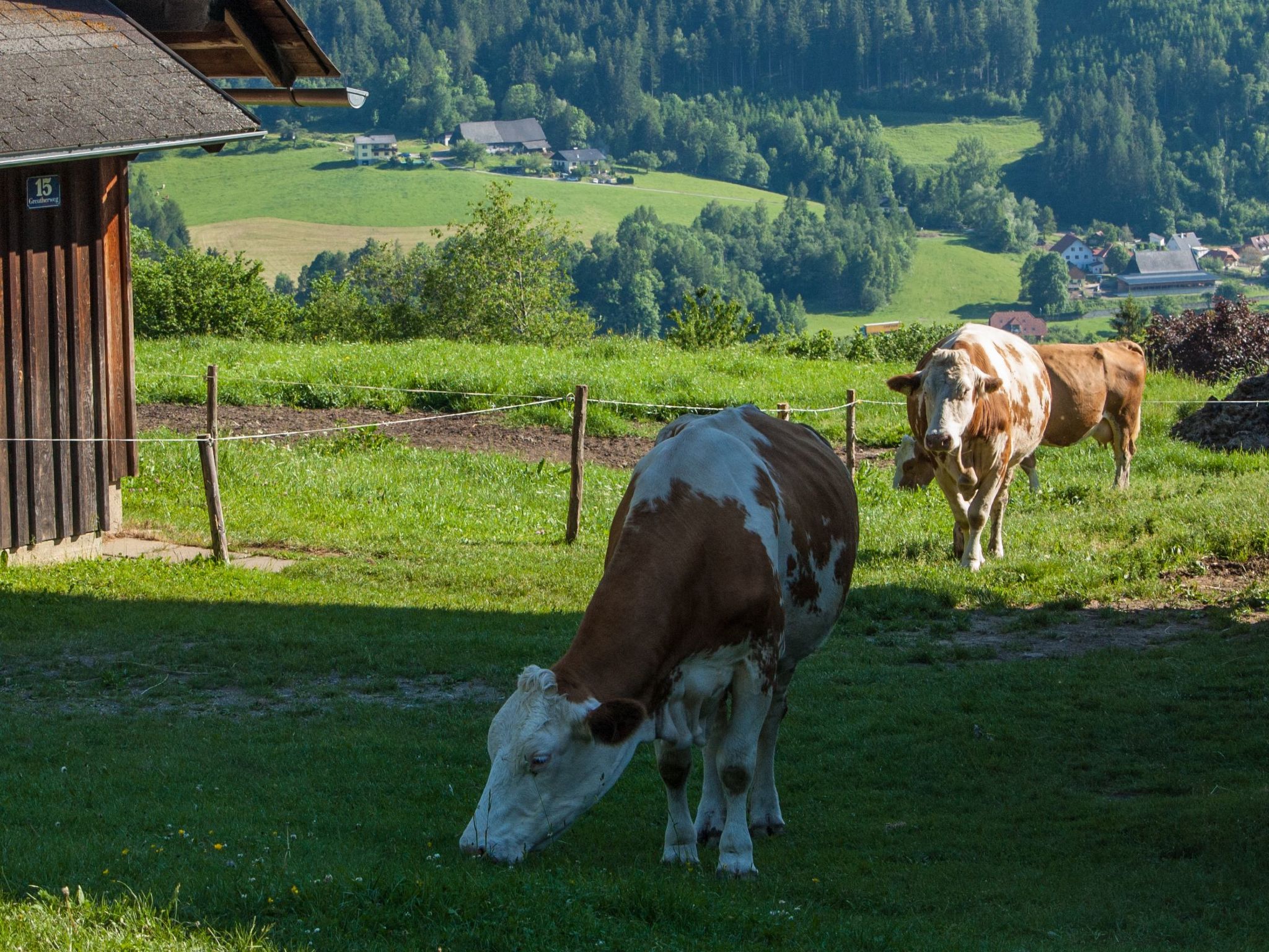 Moderne Wohnung in Pöls mit großer Terrasse-Inside