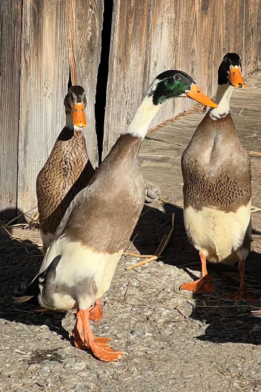 Umundumhütte-Binnen