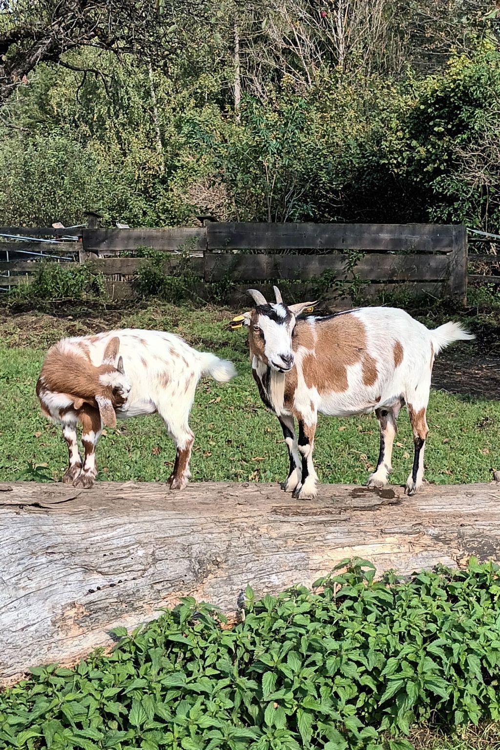 Umundumhütte-Binnen