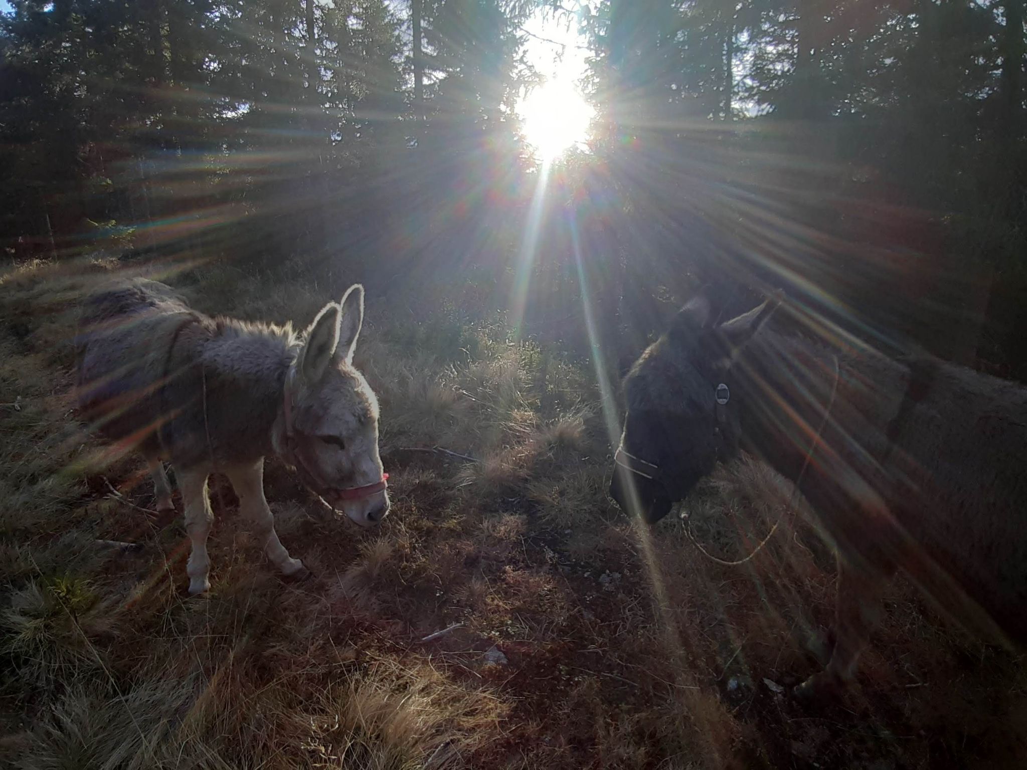 Lachtalhütte-Binnen